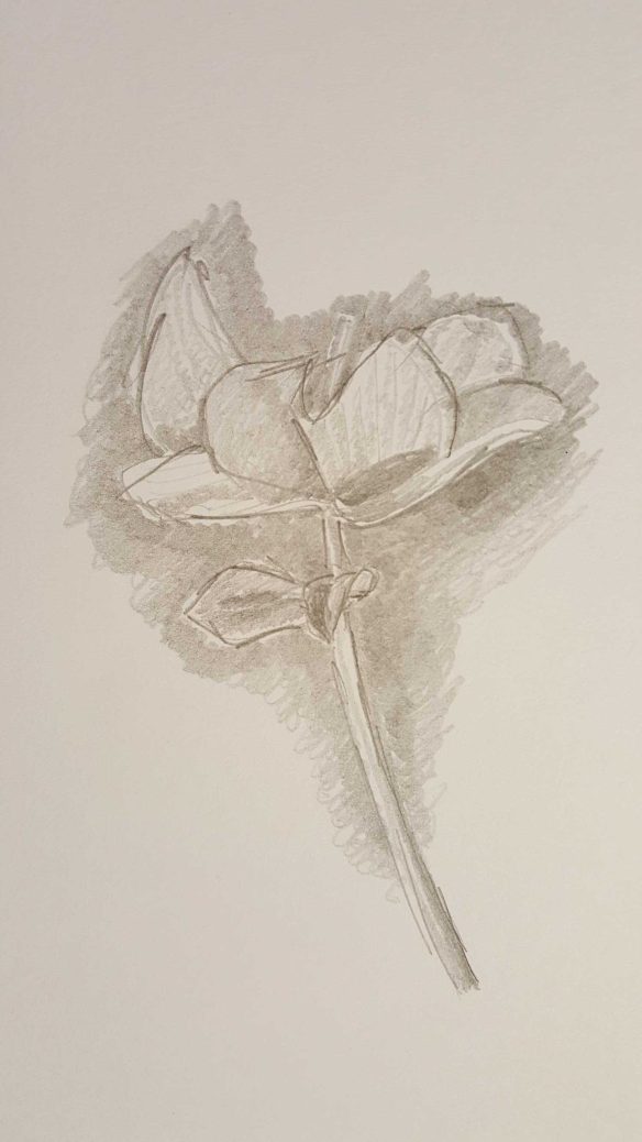 1-3 Visual Diary Drawings at home studio - Drawings & Photographed by Karen Robinson Aug 2016 NB All images are protected by copyright laws