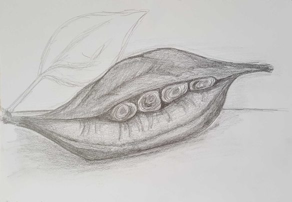1 of 1 Class 14 'Produce Drawings' CAE Class - Certificate 111 in Visual Arts - Drawing and Photograph by Karen Robinson Nov 16 Images protected by copyright