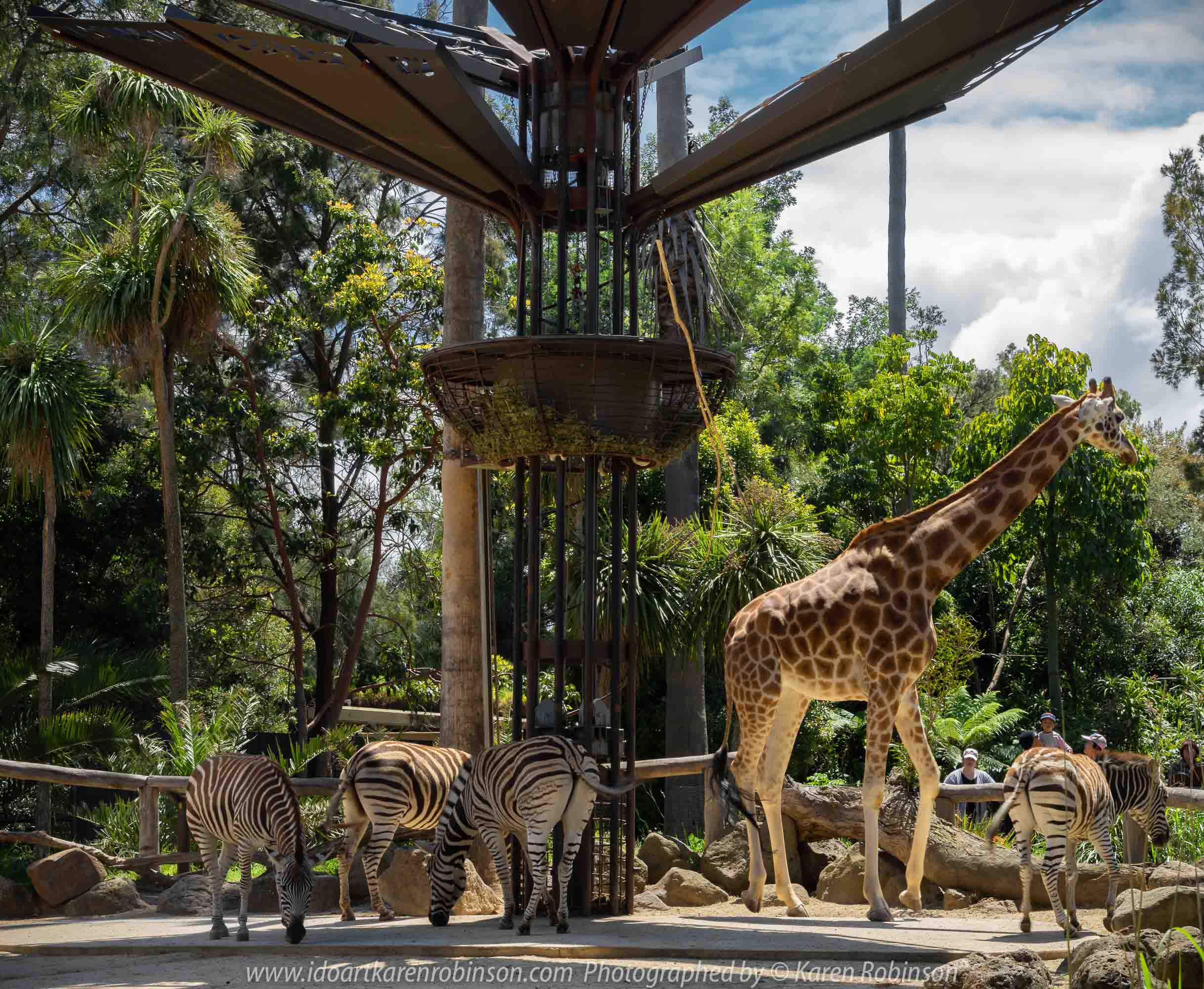 Parkville, Victoria - Australia 'Melbourne Zoo - Day 1' Photographed by Karen Robinson December 2018 Comments - We just became members of The Royal Melbourne Zoo and this was our first visit for decades, and how it has changed. Hubby and I spent just a couple of hours there with the intent to come back many other times during next year. Photograph featuring striking Zebras living alongside of the Giraffes.