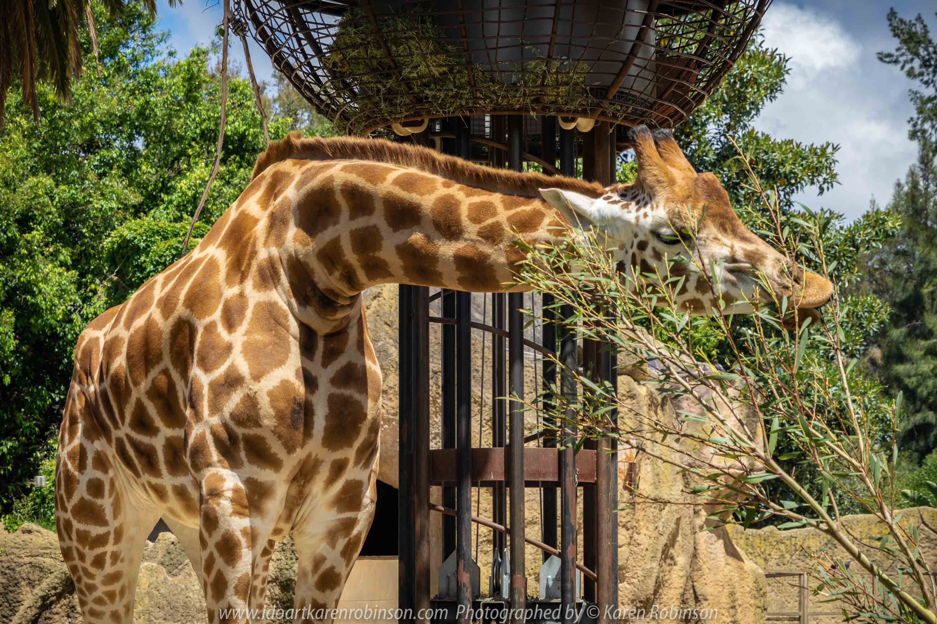 Parkville, Victoria - Australia 'Melbourne Zoo - Day 1' Photographed by Karen Robinson December 2018 Comments - We just became members of The Royal Melbourne Zoo and this was our first visit for decades, and how it has changed. Hubby and I spent just a couple of hours there with the intent to come back many other times during next year. Photograph featuring tall, elegant giraffes