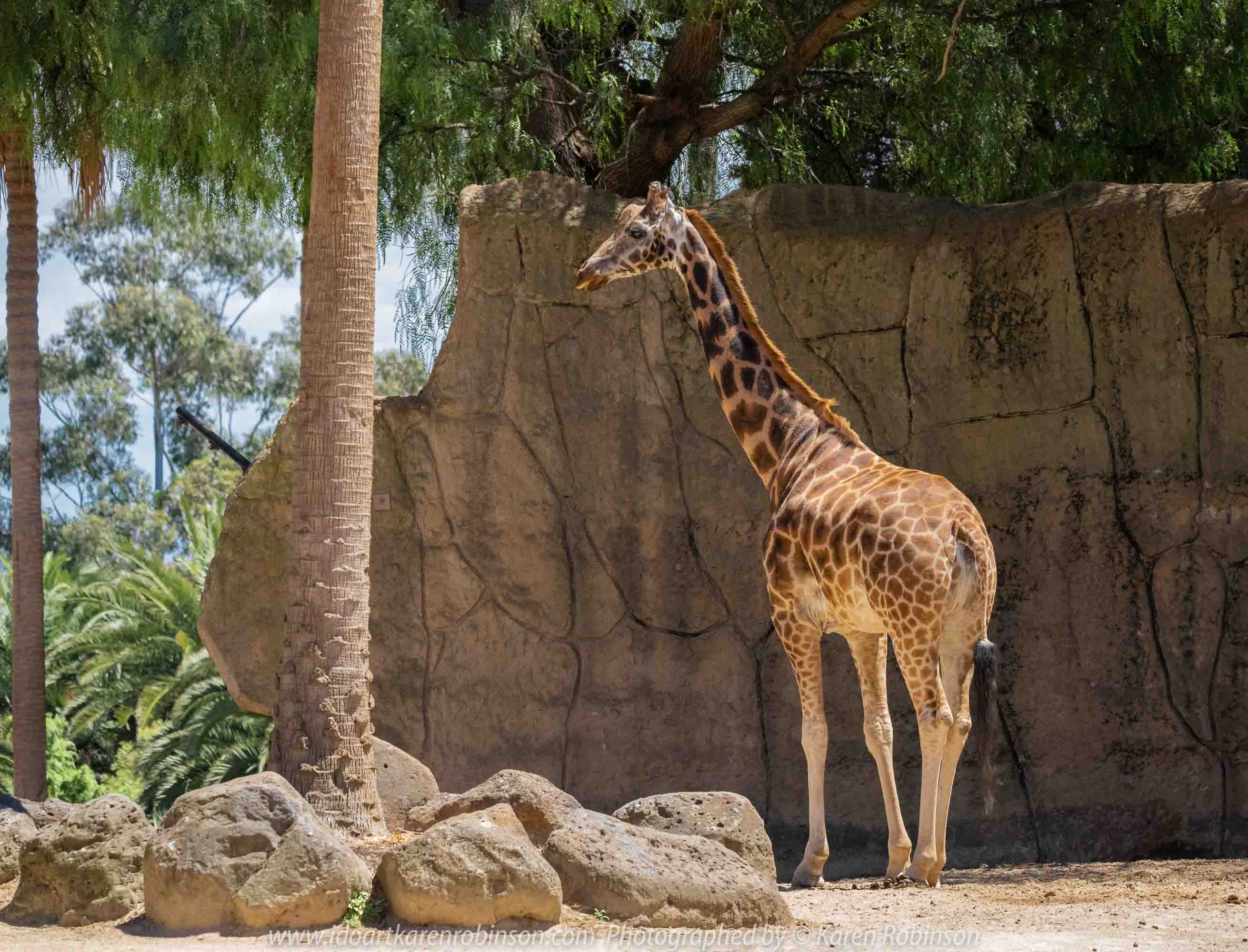 Parkville, Victoria - Australia 'Melbourne Zoo - Day 1' Photographed by Karen Robinson December 2018 Comments - We just became members of The Royal Melbourne Zoo and this was our first visit for decades, and how it has changed. Hubby and I spent just a couple of hours there with the intent to come back many other times during next year. Photograph featuring tall, elegant giraffes