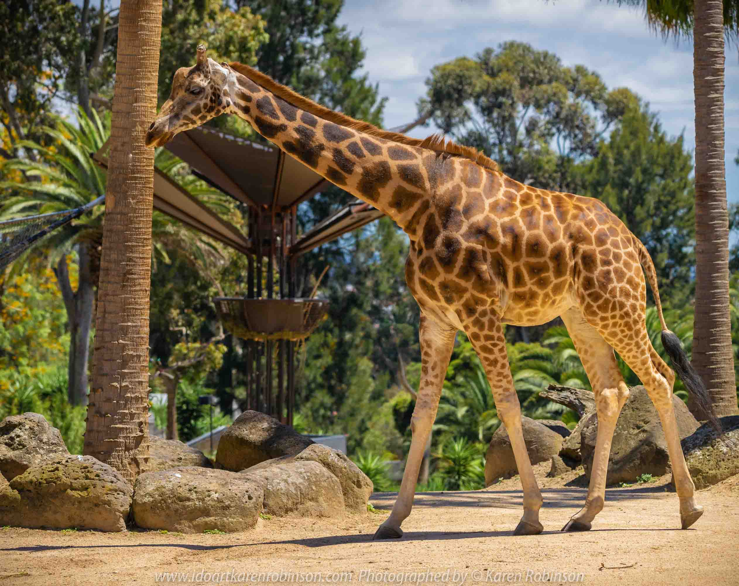 Parkville, Victoria - Australia 'Melbourne Zoo - Day 1' Photographed by Karen Robinson December 2018 Comments - We just became members of The Royal Melbourne Zoo and this was our first visit for decades, and how it has changed. Hubby and I spent just a couple of hours there with the intent to come back many other times during next year. Photograph featuring tall, elegant giraffes