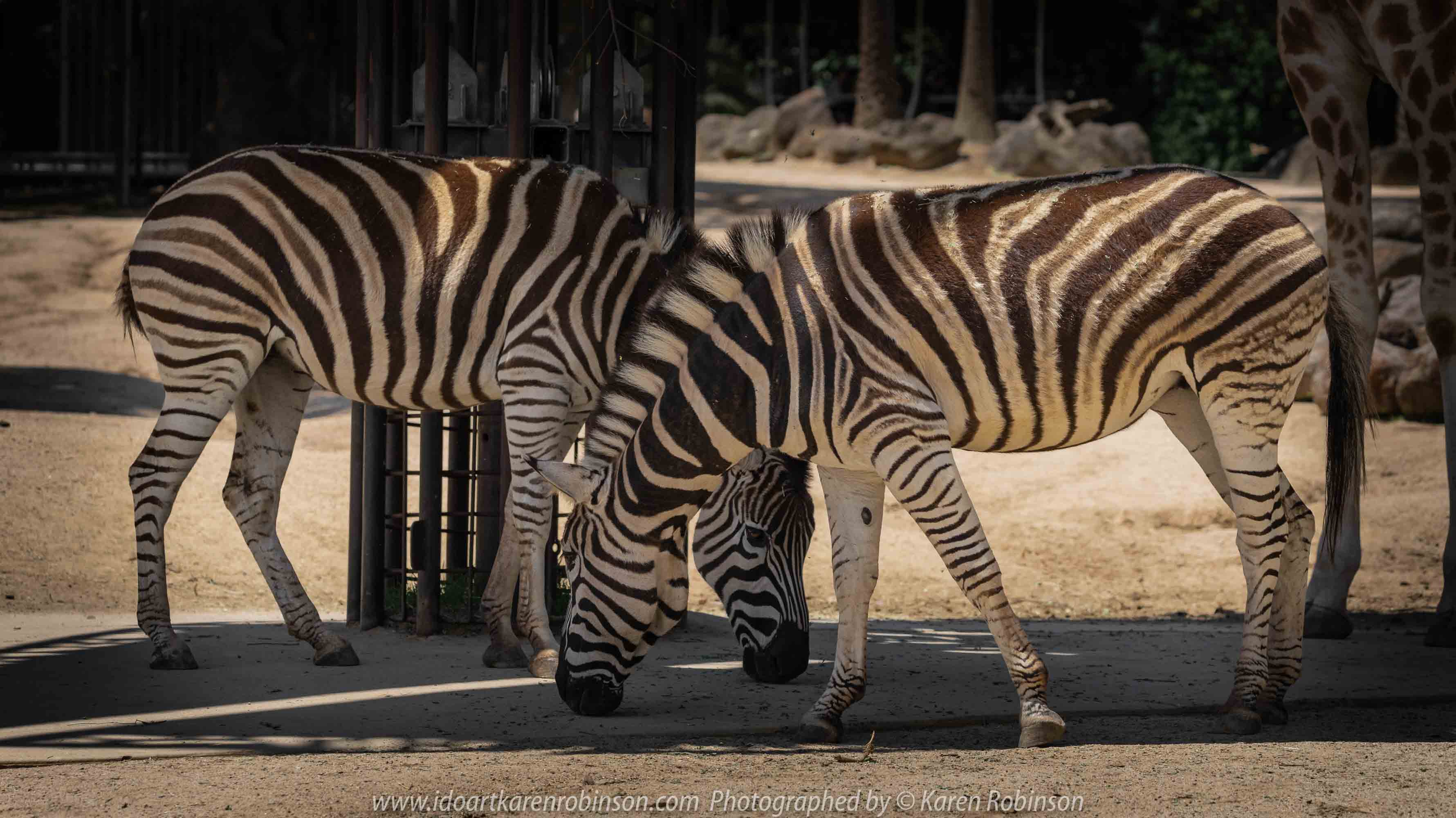 Parkville, Victoria - Australia 'Melbourne Zoo - Day 1' Photographed by Karen Robinson December 2018 Comments - We just became members of The Royal Melbourne Zoo and this was our first visit for decades, and how it has changed. Hubby and I spent just a couple of hours there with the intent to come back many other times during next year. Photograph featuring striking Zebras living alongside of the Giraffes.