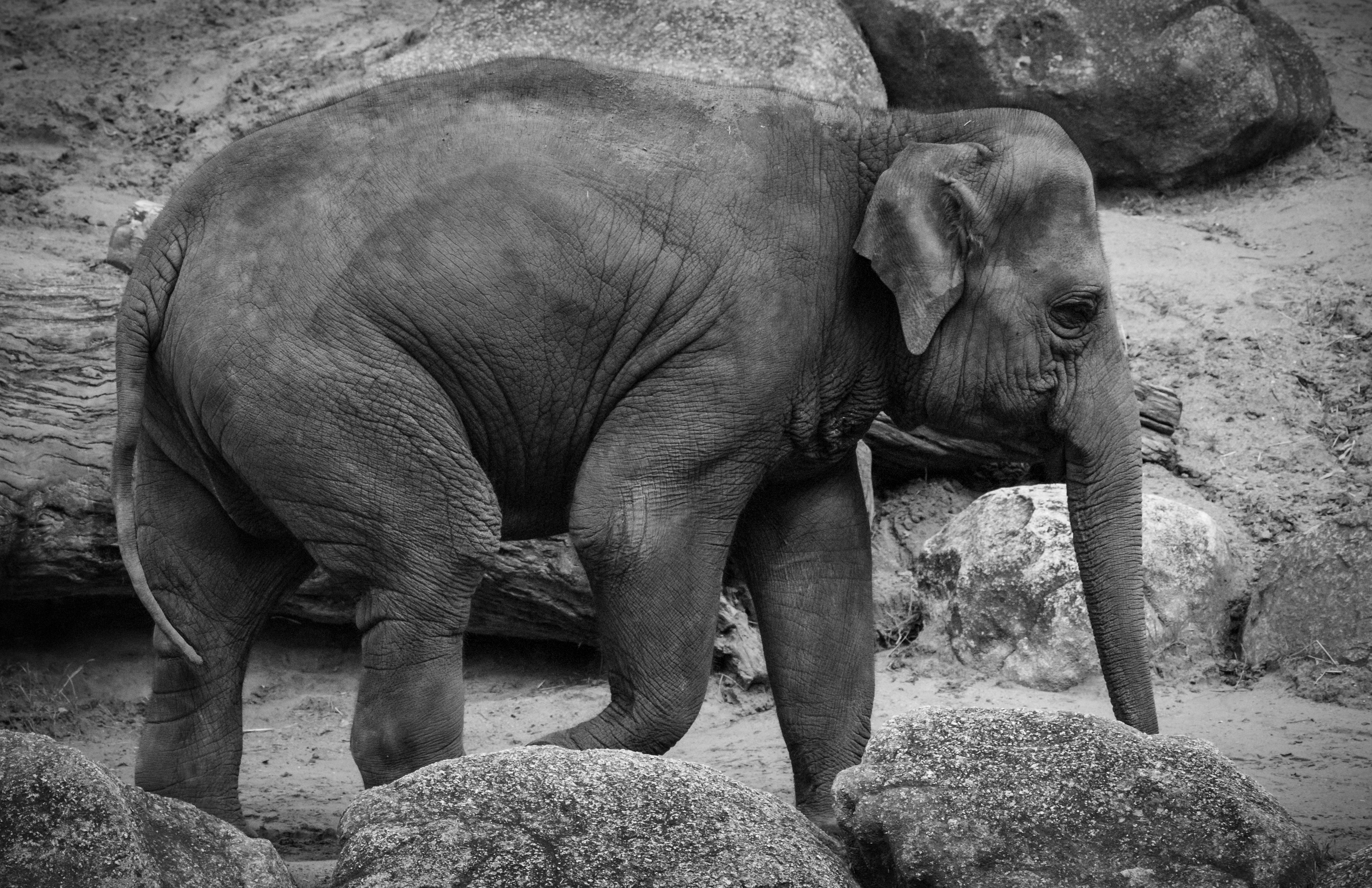 Parkville, Victoria - Australia 'Melbourne Zoo - Day 2' Photographed by Karen Robinson December 2018 Comments - Hubby and I decided to spend another day at the Zoo, this time concentrating on photographing the elephants.