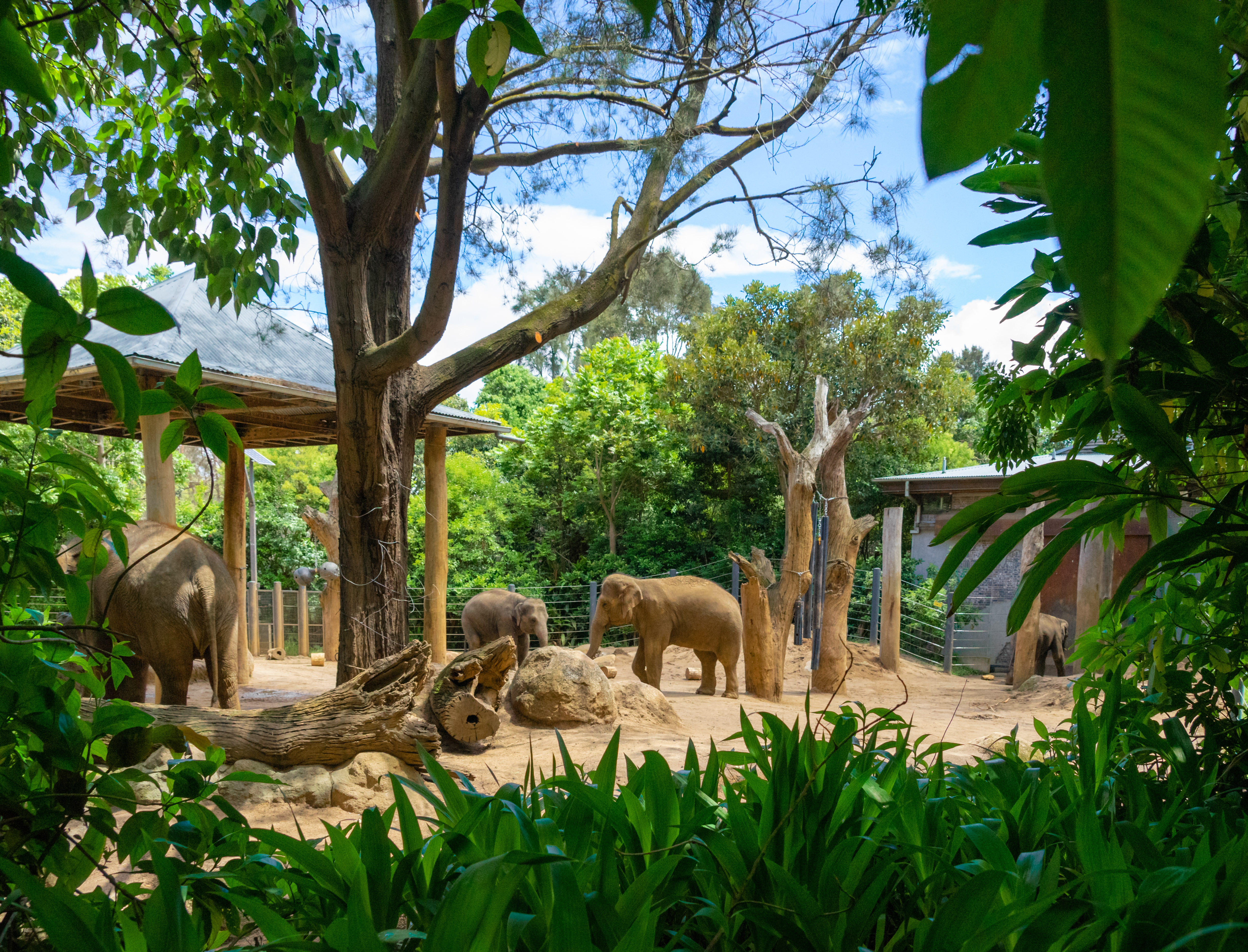 Parkville, Victoria - Australia 'Melbourne Zoo - Day 2' Photographed by Karen Robinson December 2018 Comments - Hubby and I decided to spend another day at the Zoo, this time concentrating on photographing the elephants.