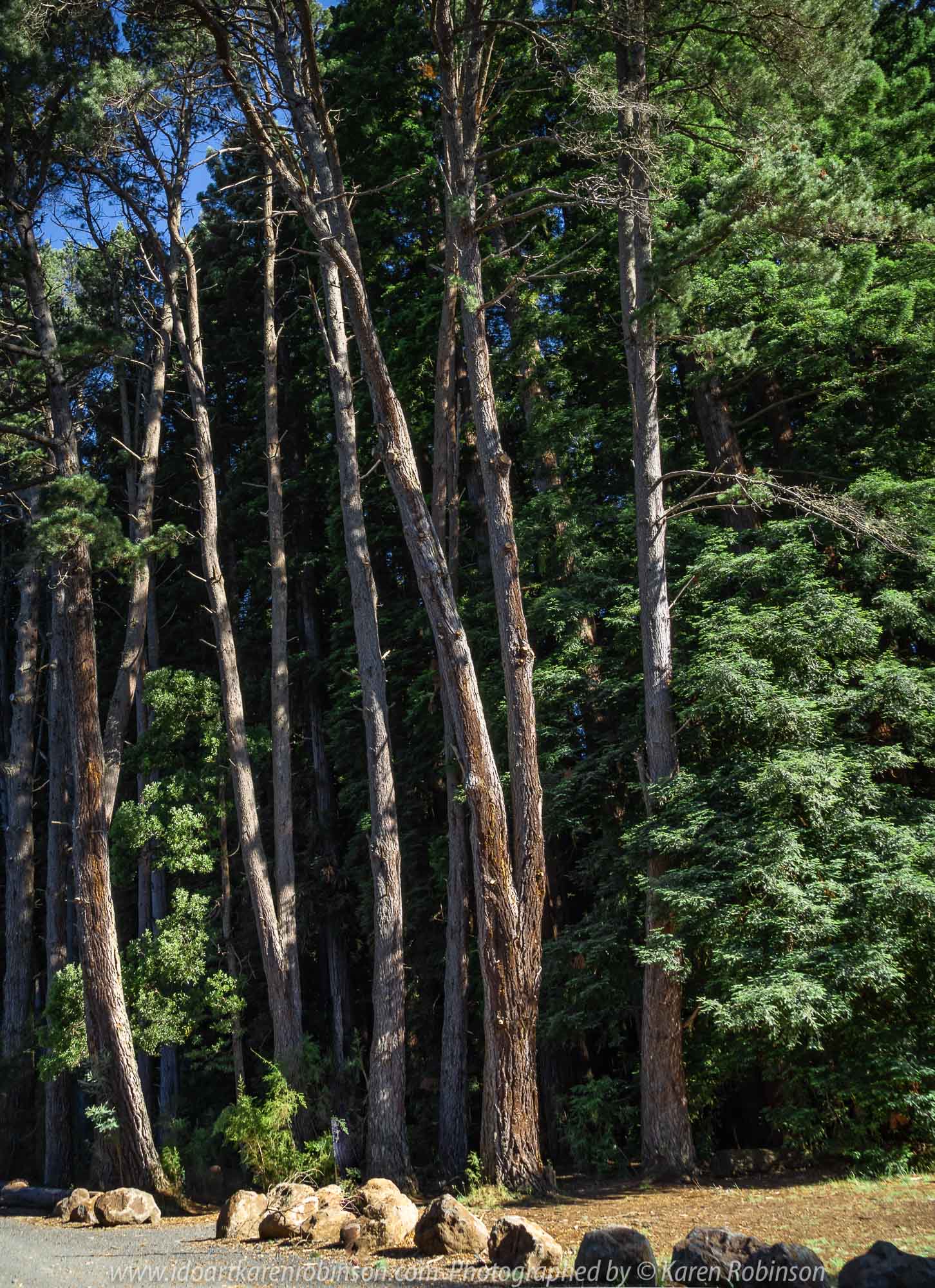 East Warburton, Victoria - Australia 'Redwood Forest and Cement Creek East Branch' Photographed by Karen Robinson December 2018 Comments: Wonderful stroll through the forest with a bonus finding the creek surrounded by lush green vegetation. Photograph featuring hubby gazing at the tall Redwood Forest. Photograph featuring the outside entrance to the Redwood Forest from the carpark.