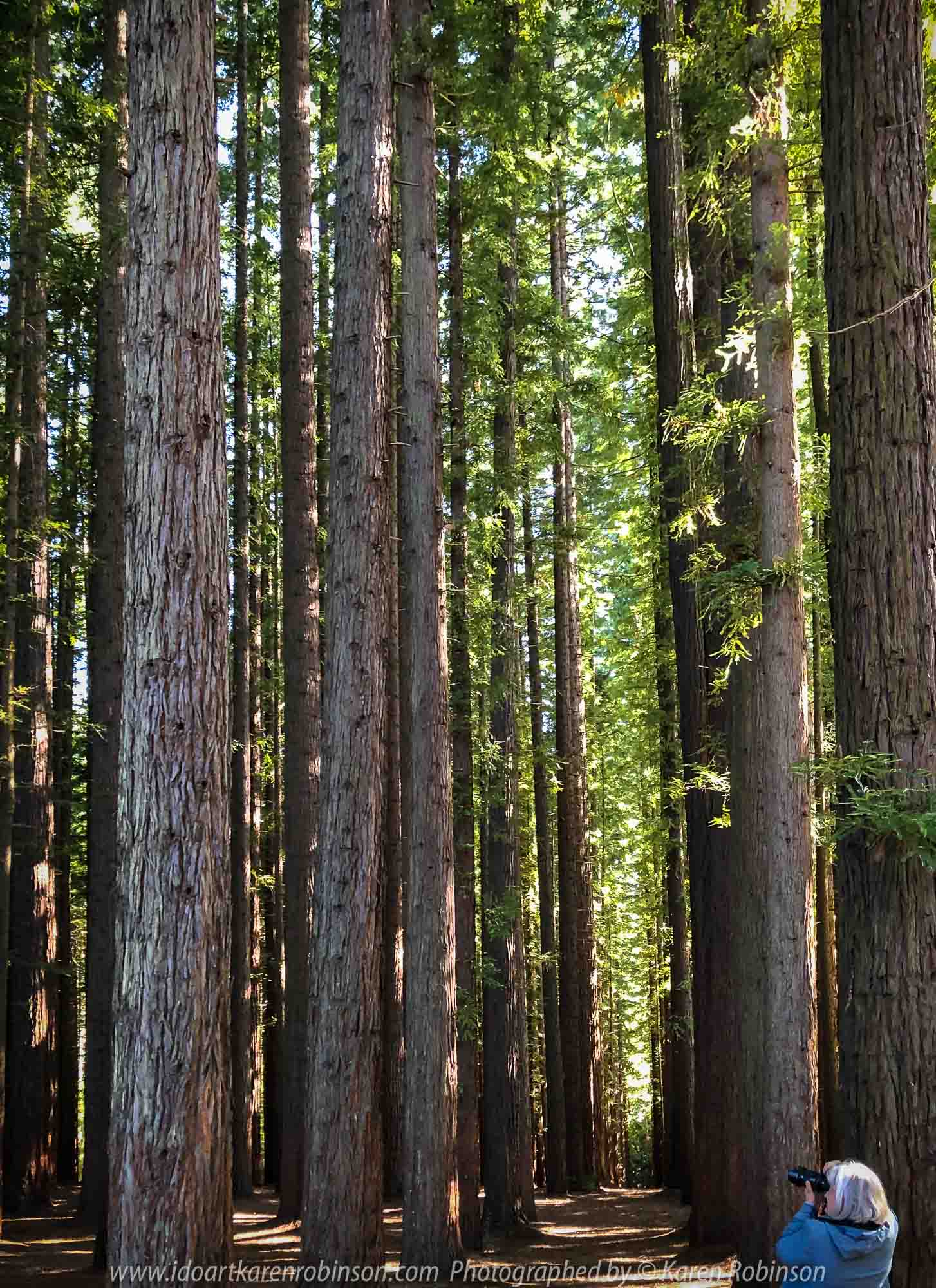 East Warburton, Victoria - Australia 'Redwood Forest and Cement Creek East Branch' Photographed by Karen Robinson December 2018 Comments: Wonderful stroll through the forest with a bonus finding the creek surrounded by lush green vegetation. Photograph featuring Karen photographing the tall trees within the Redwood Forest.
