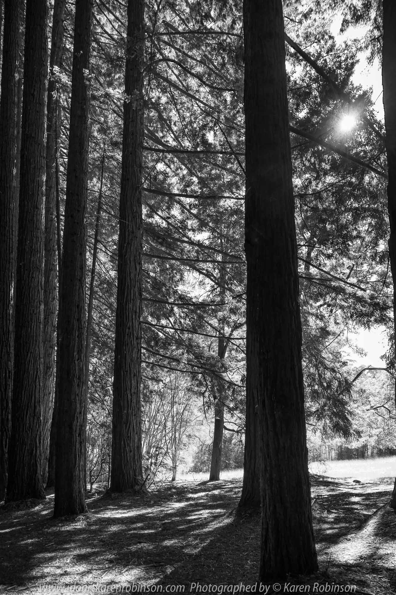East Warburton, Victoria - Australia 'Redwood Forest and Cement Creek East Branch' Photographed by Karen Robinson December 2018 Comments: Wonderful stroll through the forest with a bonus finding the creek surrounded by lush green vegetation. Photograph featuring Redwood Forest edge with morning sunlight streaming through the branches of the trees - monochrome style.