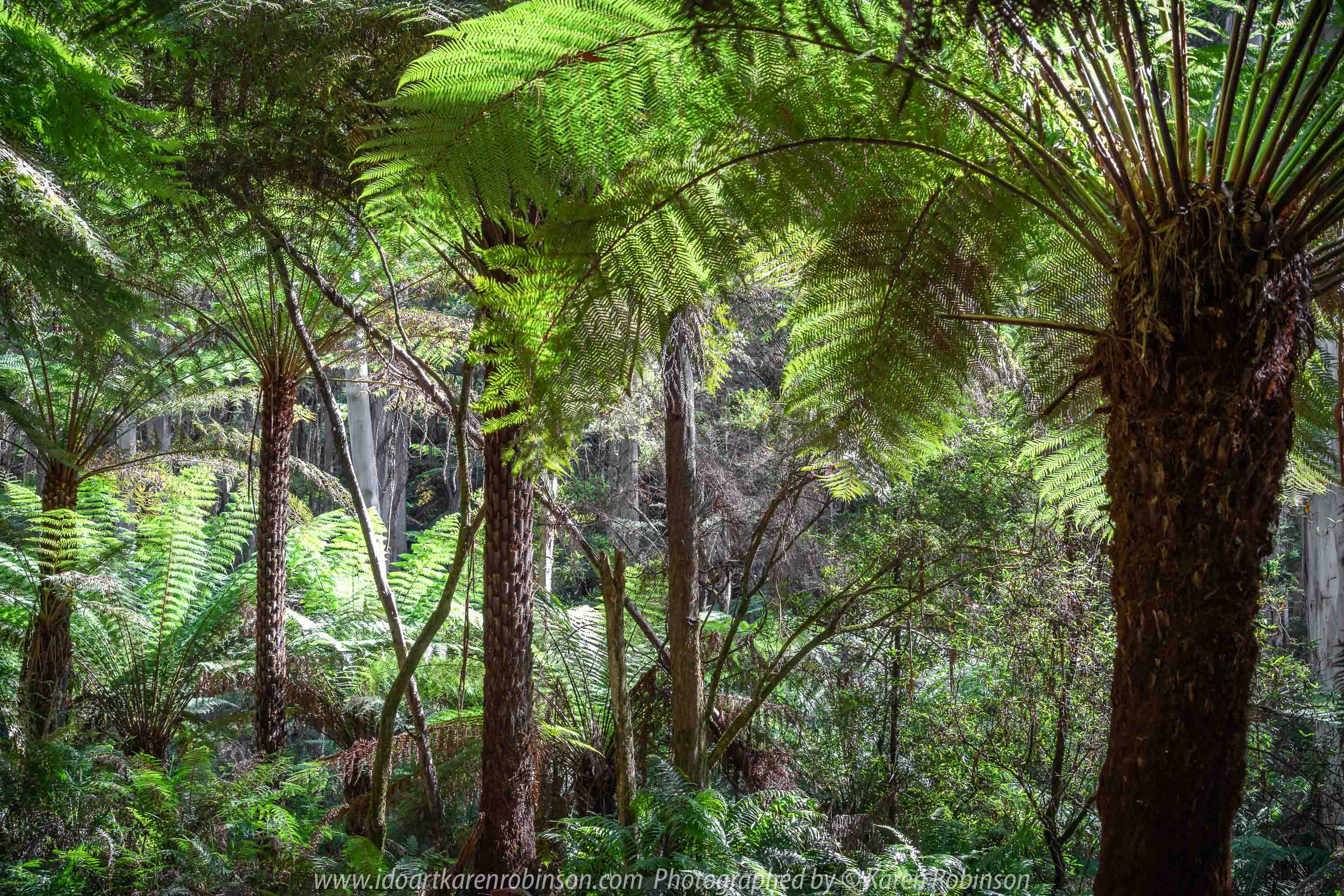 East Warburton, Victoria - Australia 'Redwood Forest and Cement Creek East Branch' Photographed by Karen Robinson December 2018 Comments: Wonderful stroll through the forest with a bonus finding the creek surrounded by lush green vegetation. Photograph featuring Lace Tree Ferns around the Cement Creak East Branch area.