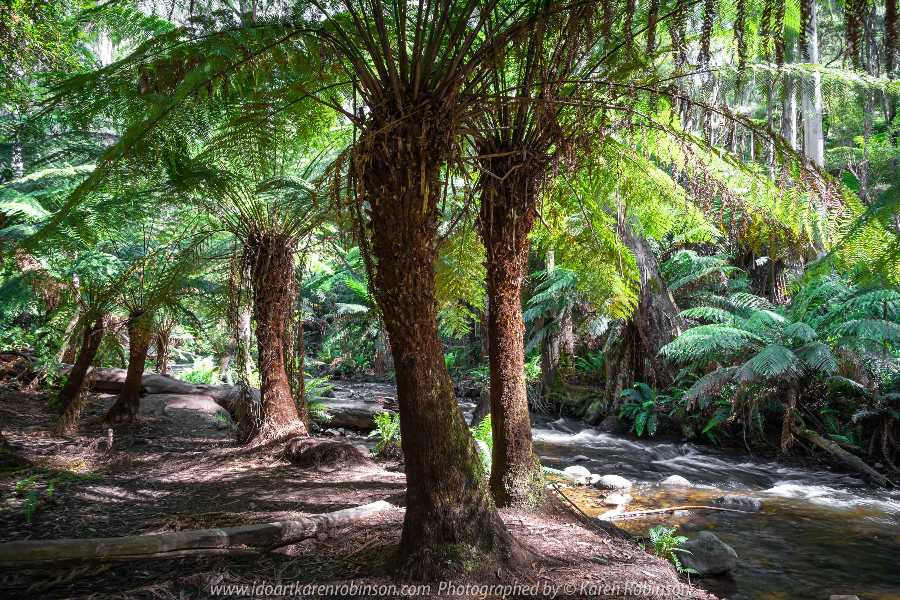 East Warburton, Victoria - Australia 'Redwood Forest and Cement Creek East Branch' Photographed by Karen Robinson December 2018 Comments: Wonderful stroll through the forest with a bonus finding the creek surrounded by lush green vegetation. Photograph featuring Lace Tree Ferns around the Cement Creak East Branch area.