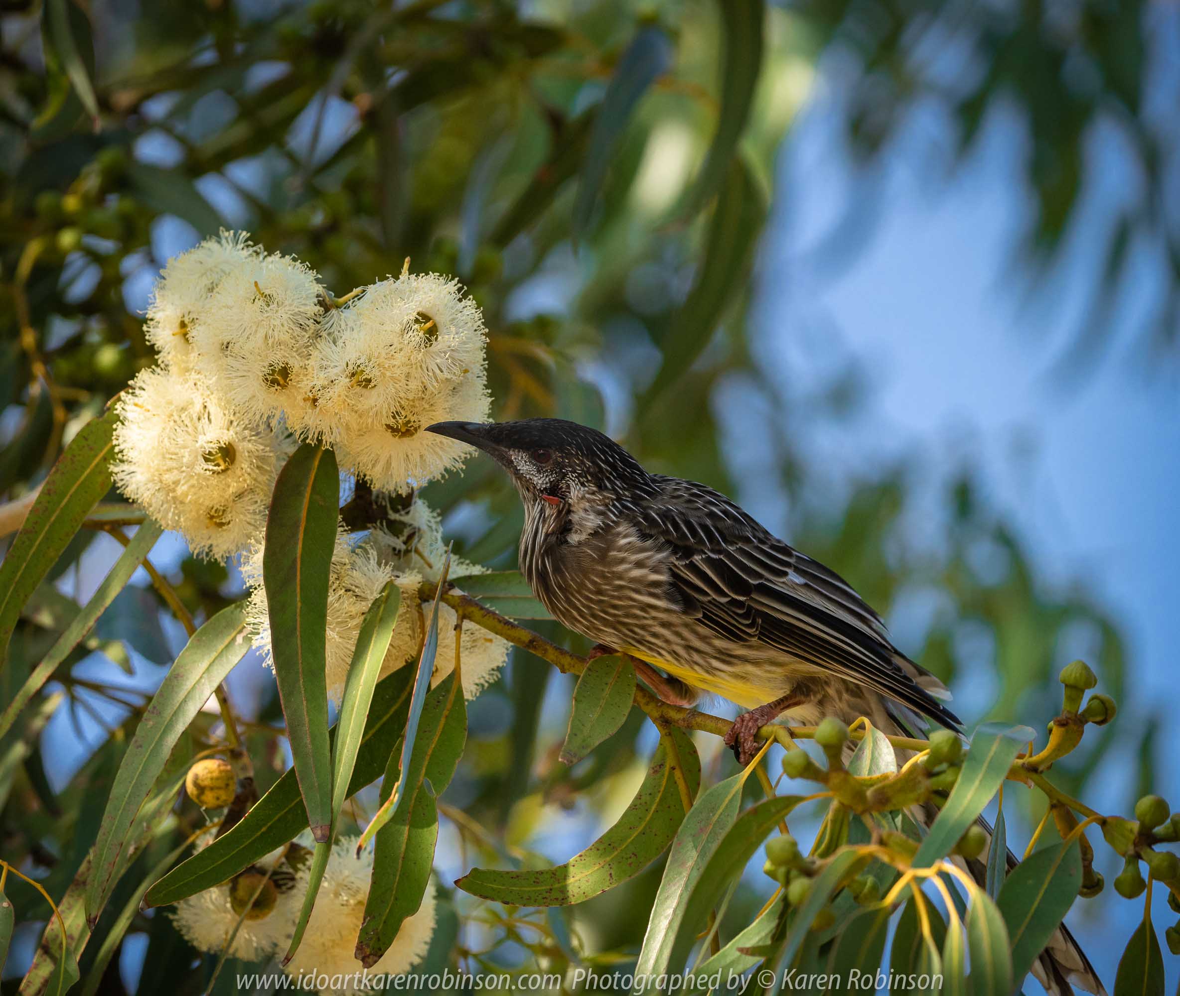 Barwon Heads, Victoria - Australia 'Sunrise at the Beachfront' Photographed by Karen Robinson March 2019 Comments - A beautiful morning with hubby visiting the area of Barwon Heads and some surrounding areas photographing the sunrise, the ocean beach and local native birdlife. Photograph featuring Red Wattle Bird.