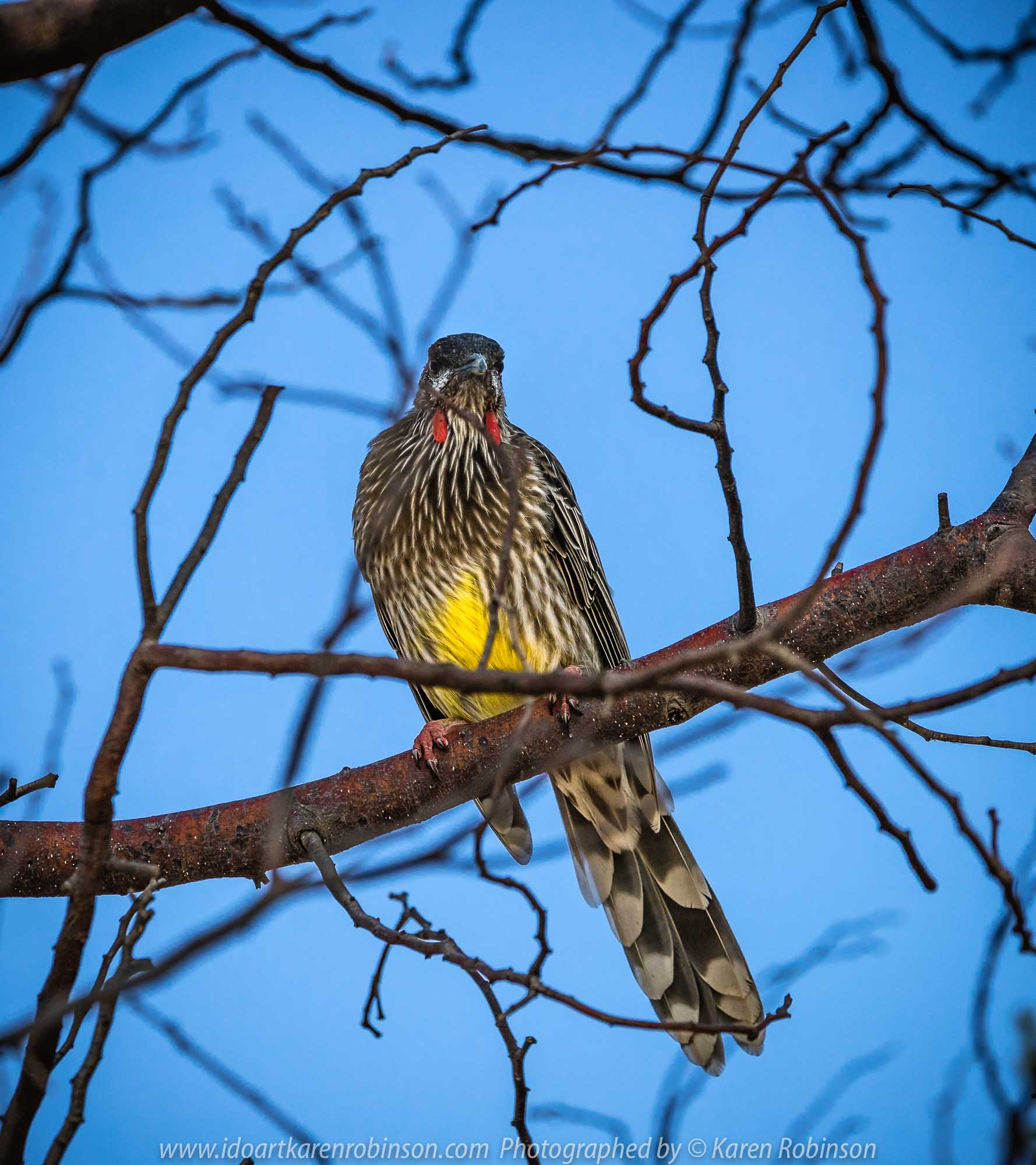 Barwon Heads, Victoria - Australia 'Sunrise at the Beachfront' Photographed by Karen Robinson March 2019 Comments - A beautiful morning with hubby visiting the area of Barwon Heads and some surrounding areas photographing the sunrise, the ocean beach and local native birdlife. Photograph featuring Red Wattle Bird.