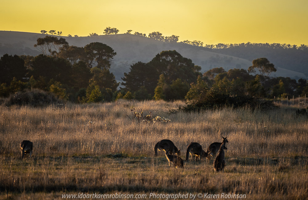 Beveridge, Victoria - Australia 'View from Golf Course' Photographed by Karen Robinson April 2018 Comments: Sunset looking away from Golf Course towards Mountain Range. Kangaroos in the foreground feeding on the local grasses.