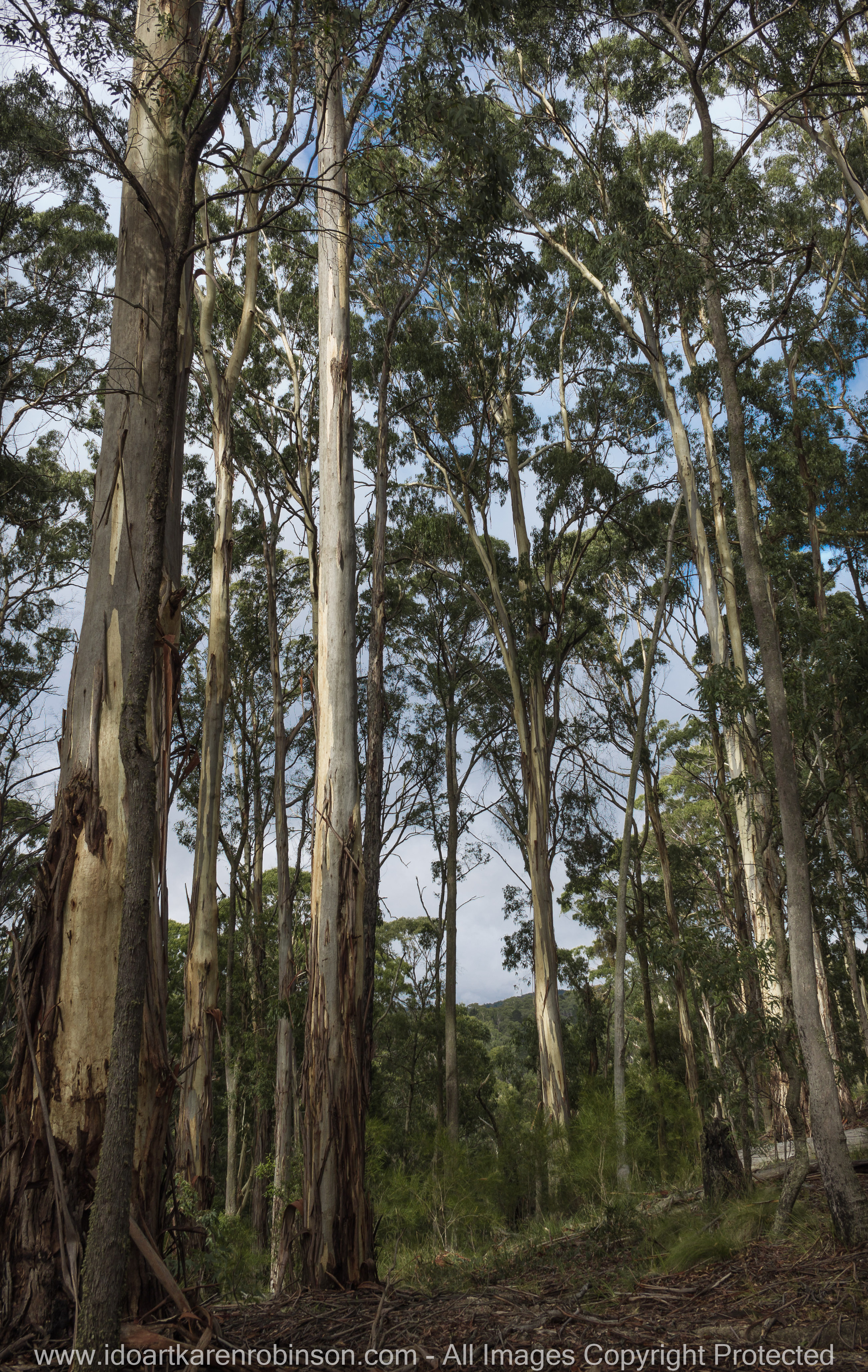 Blackwood, Victoria - Australia 'Shaws Lake - Lerderderg'_Photographed by Karen Robinson_www.idoartkarenrobinson.com_Feb 2017