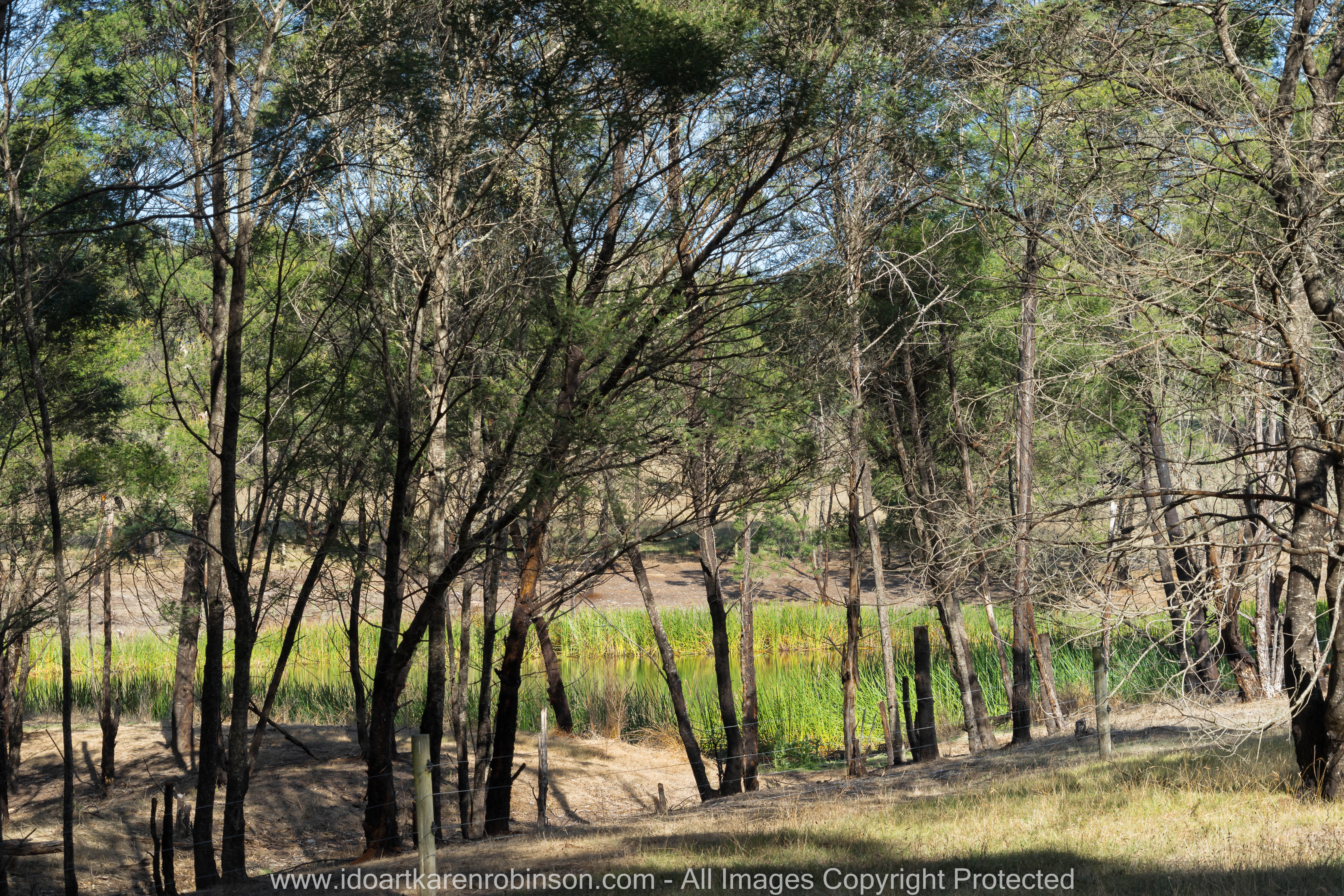 Bruthen, Victoria - Australia 'Farmland'_Photographed by ©Karen Robinson_www.idoartkarenrobinson.com_April 2017. Comments: My husband, daughter and I spent some time at my husband's brother's farm where we got to reconnect with nature. The early mornings were particularly beautiful, especially how the rising sun light stretched out across and through the trees, leaving long casing shadows.