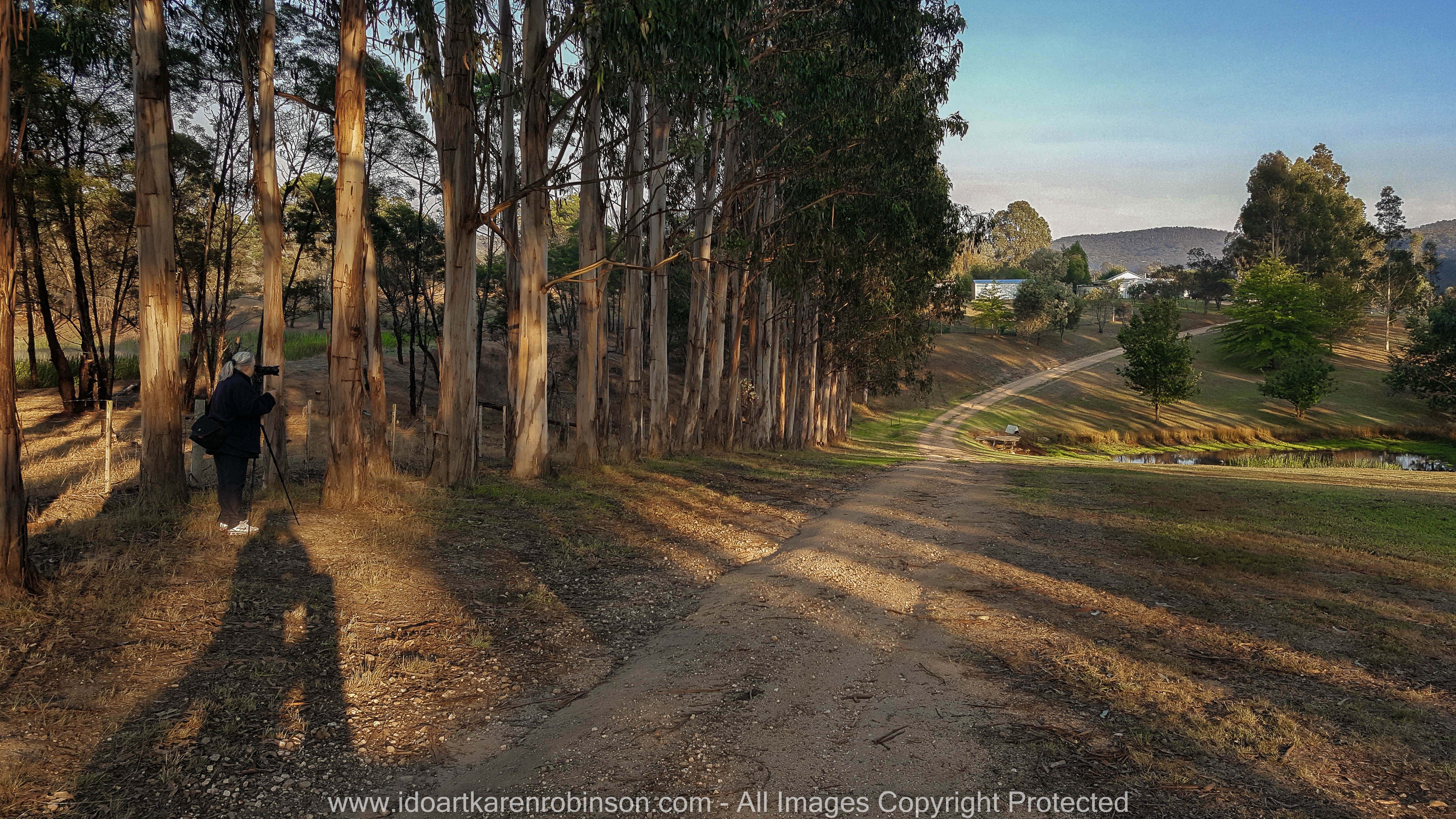 Bruthen, Victoria - Australia 'Farmland'_Photographed by ©Karen Robinson_www.idoartkarenrobinson.com_April 2017. Comments: My husband, daughter and I spent some time at my husband's brother's farm where we got to reconnect with nature. The early mornings were particularly beautiful, especially how the rising sun light stretched out across and through the trees, leaving long casing shadows.