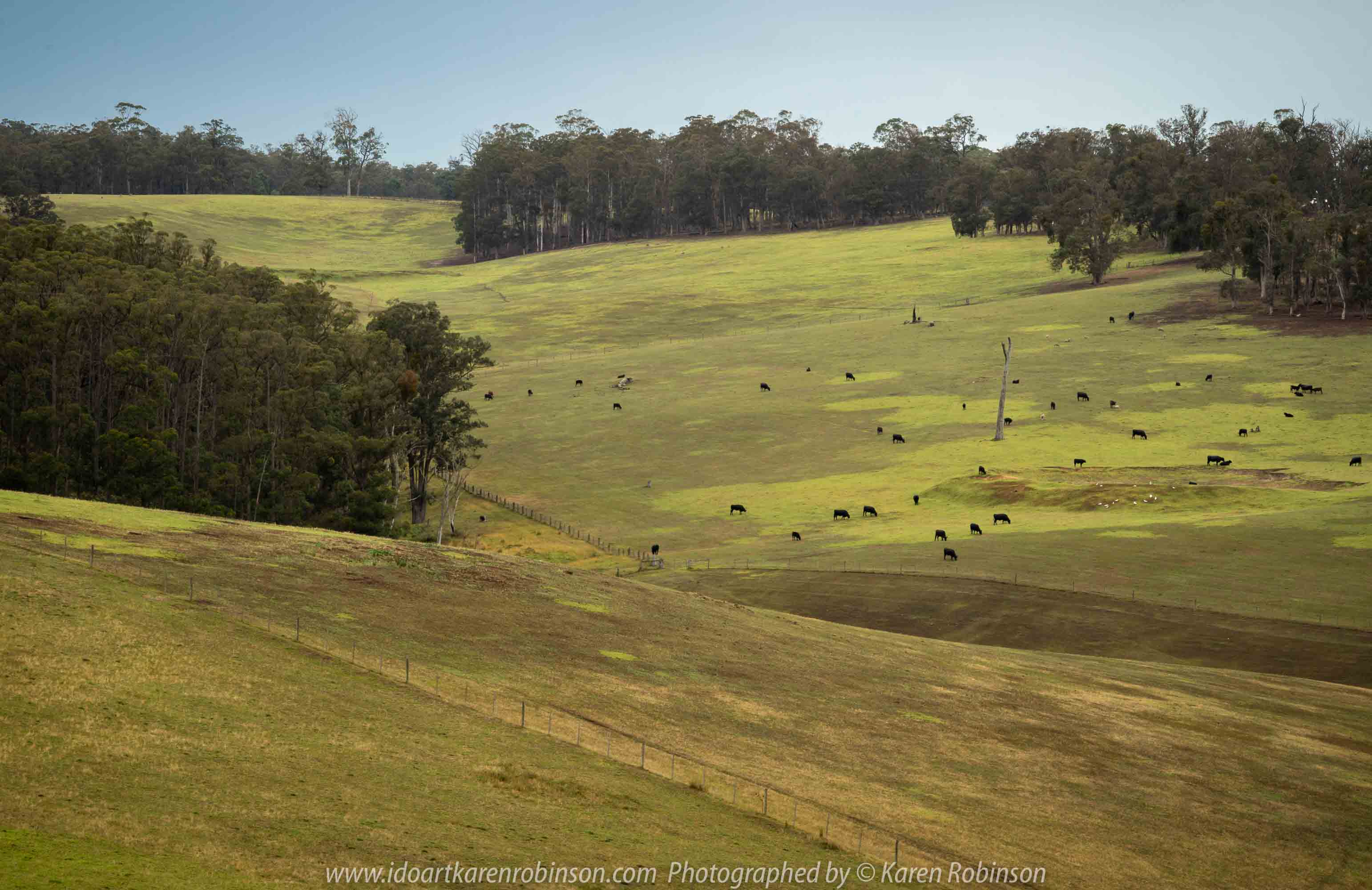 Bruthen, Victoria - Australia 'Wards Road Region' Photographed by Karen Robinson December 2018 Comments - Early morning drive along Wards Road, a back road that winds through beautiful local farming properties.