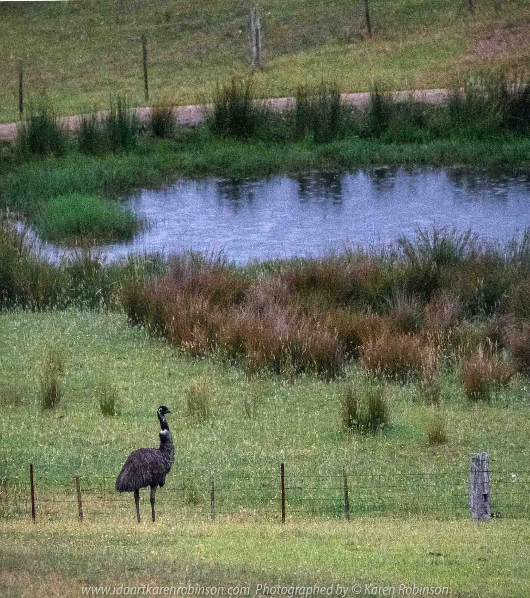 Bruthen, Victoria - Australia 'Wards Road Region' Photographed by Karen Robinson December 2018 Comments - Early morning drive along Wards Road, a back road that winds through beautiful local farming properties. Photograph featuring wild Emus wondering through local farmlands towards forrest.