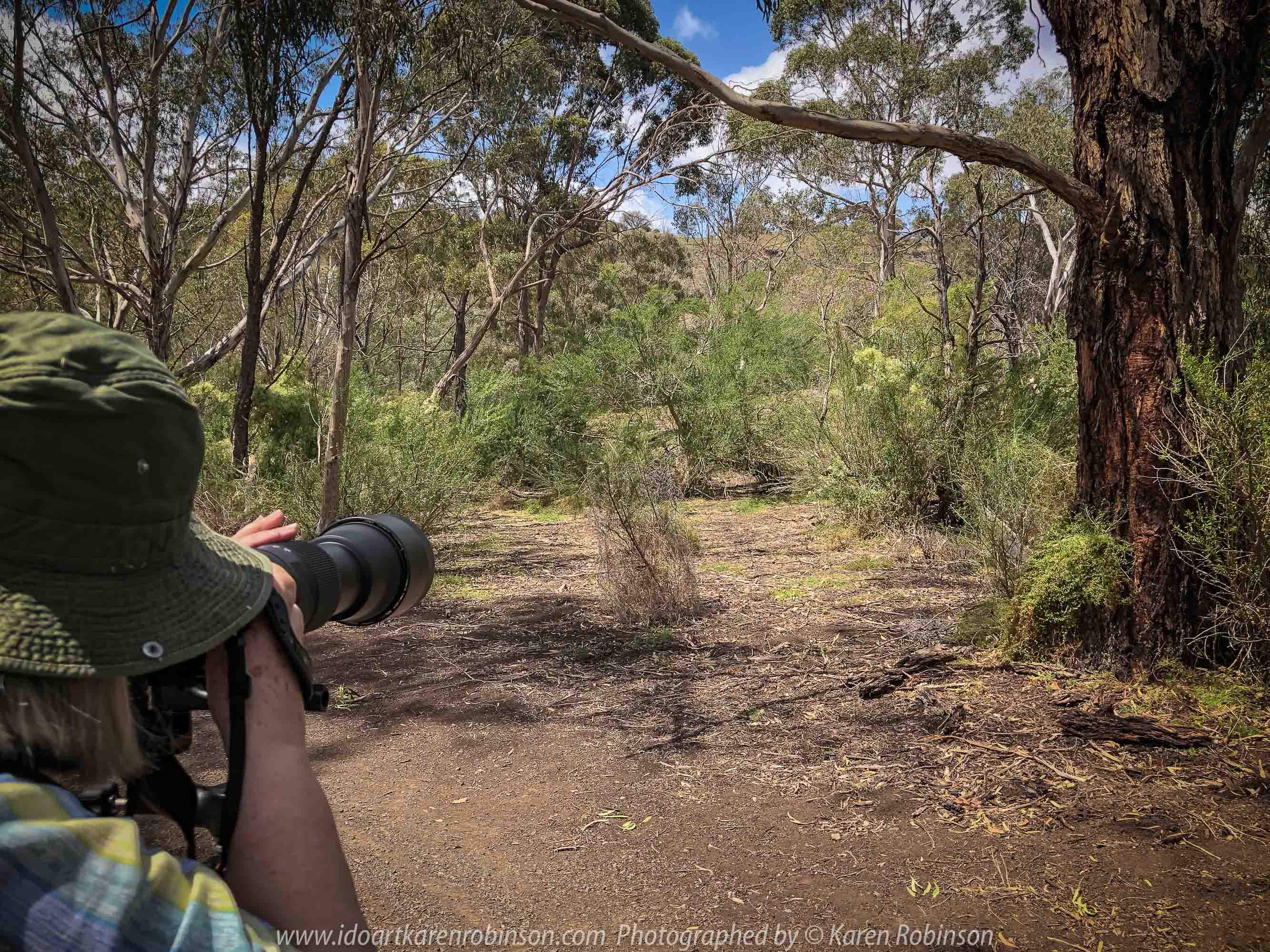 Bulla, Victoria - Australia 'Organ Pipes National Park' Photographed by Karen Robinson November 2018 Comments - Overcast with a pleasant bush walking temperature, the National Park provided hubby and I with beautiful nature scenic landscape views and a varying number of birds to photograph. Photograph featuring Karen Robinson Photographer.