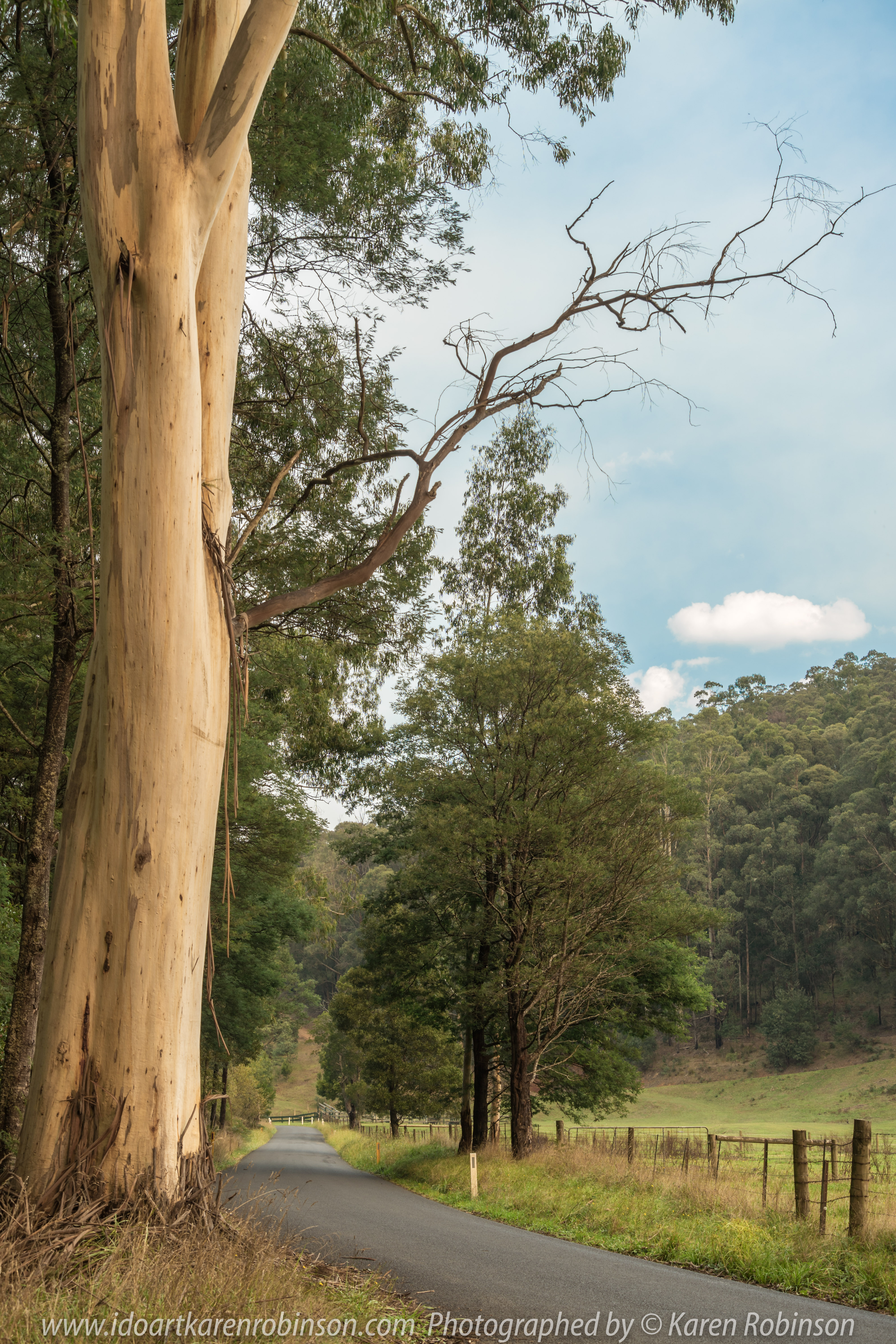 Cardina Shire, Victoria - Australia 'Toorongo Falls Reserve'_Photographed by ©Karen Robinson_www.idoartkarenrobinson.com - April 2017. Comments: My hubby, daughter and I stopped to visit the region of Toorongo Falls where green large ferns are plentiful, and tall gum trees reflect the late afternoon sun off their papery trunks, and the Toorongo River quickly passes by within this heavenly beautiful location.