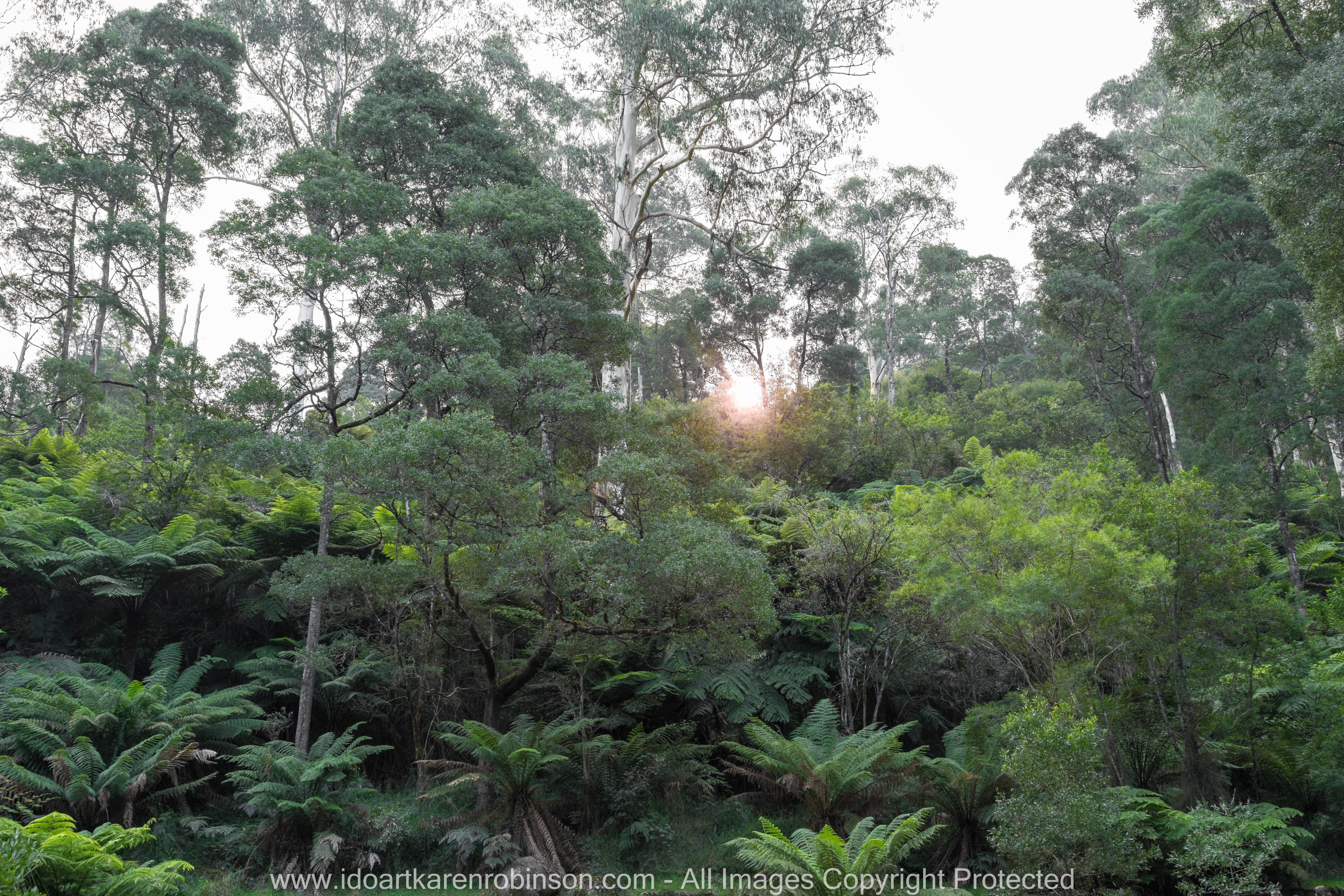Cardina Shire, Victoria - Australia 'Toorongo Falls Reserve'_Photographed by ©Karen Robinson_www.idoartkarenrobinson.com - April 2017. Comments: My hubby, daughter and I stopped to visit the region of Toorongo Falls where green large ferns are plentiful, and tall gum trees reflect the late afternoon sun off their papery trunks, and the Toorongo River quickly passes by within this heavenly beautiful location.