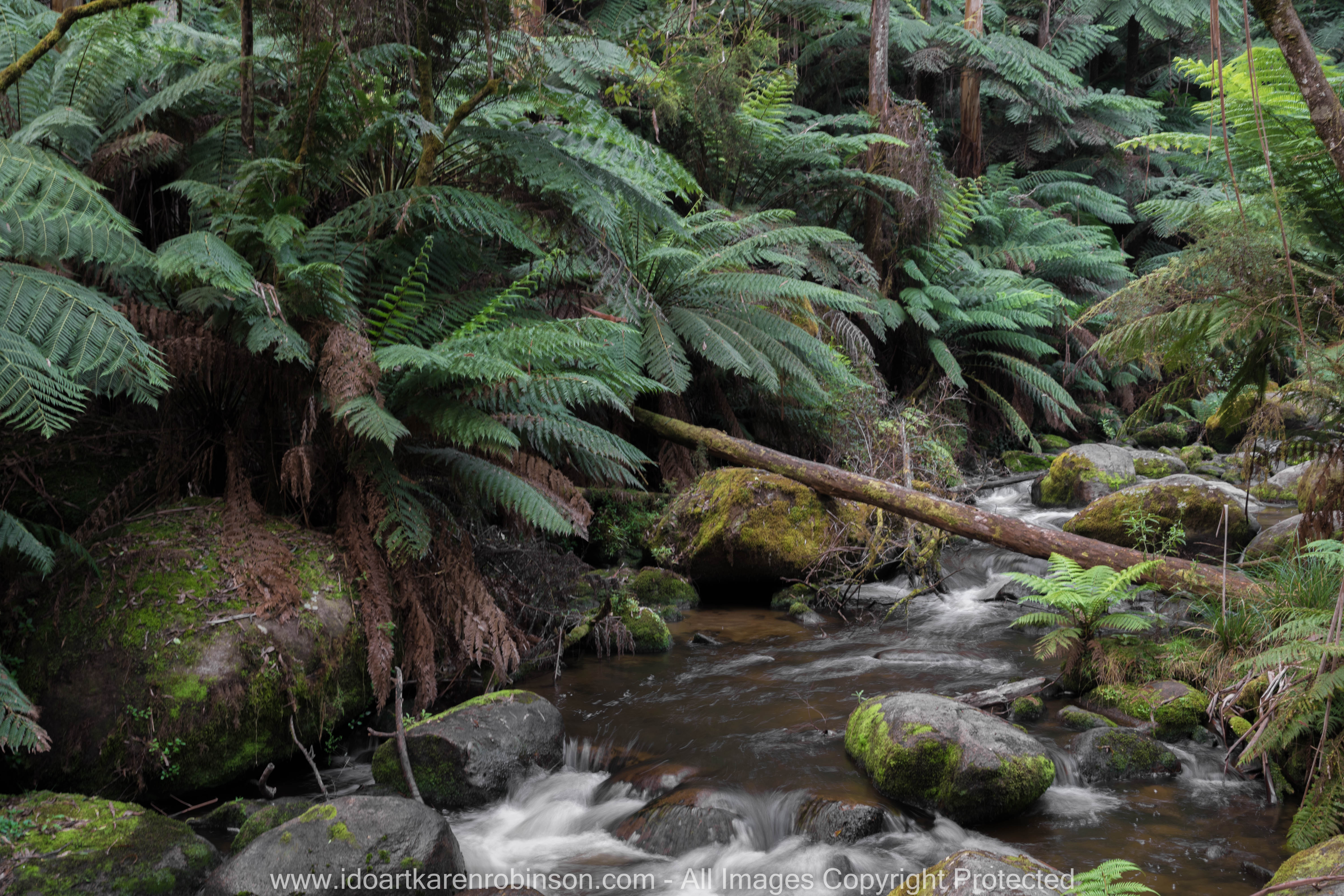 Cardina Shire, Victoria - Australia 'Toorongo Falls Reserve'_Photographed by ©Karen Robinson_www.idoartkarenrobinson.com - April 2017. Comments: My hubby, daughter and I stopped to visit the region of Toorongo Falls where green large ferns are plentiful, and tall gum trees reflect the late afternoon sun off their papery trunks, and the Toorongo River quickly passes by within this heavenly beautiful location.