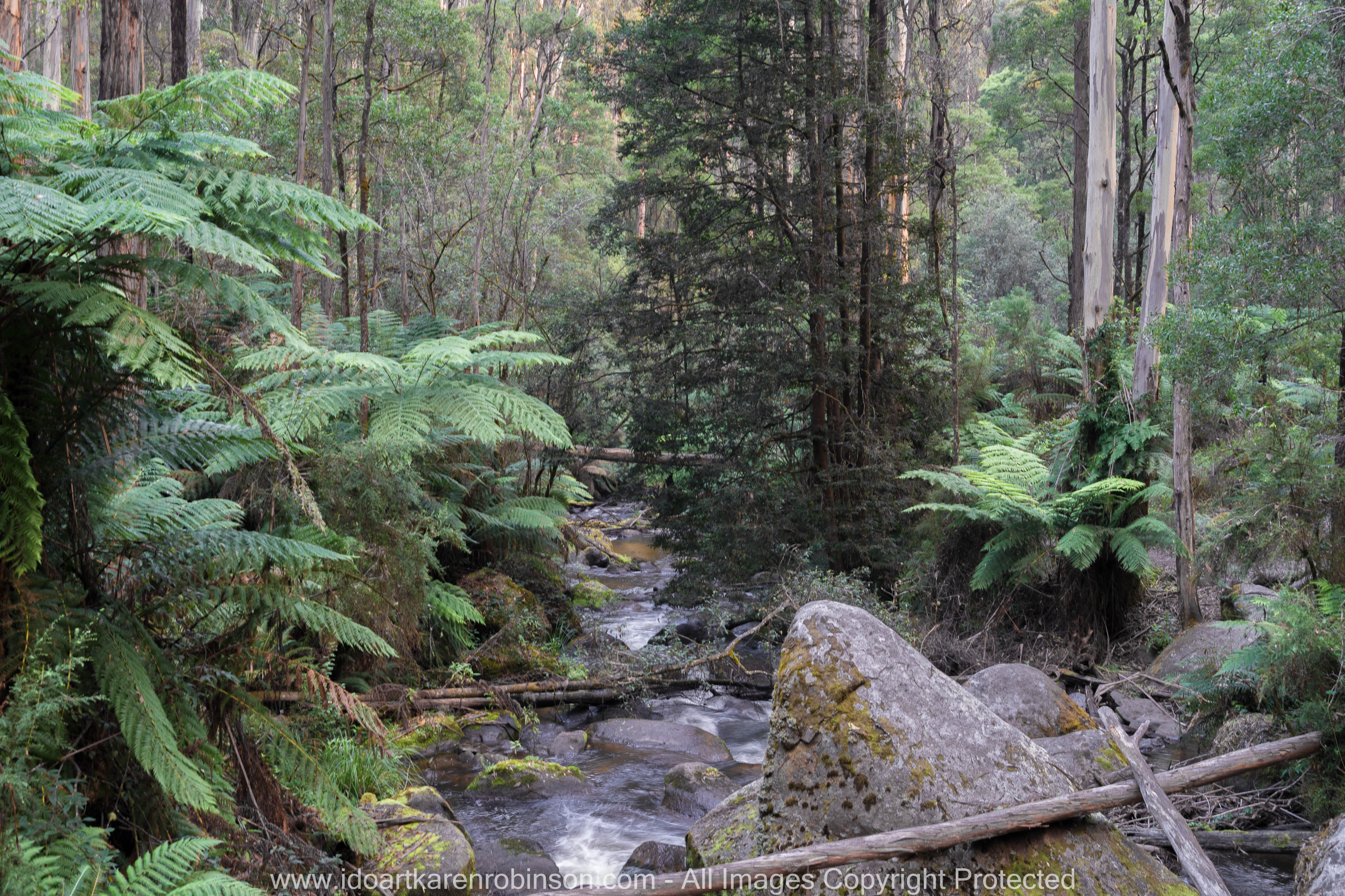 Cardina Shire, Victoria - Australia 'Toorongo Falls Reserve'_Photographed by ©Karen Robinson_www.idoartkarenrobinson.com - April 2017. Comments: My hubby, daughter and I stopped to visit the region of Toorongo Falls where green large ferns are plentiful, and tall gum trees reflect the late afternoon sun off their papery trunks, and the Toorongo River quickly passes by within this heavenly beautiful location.
