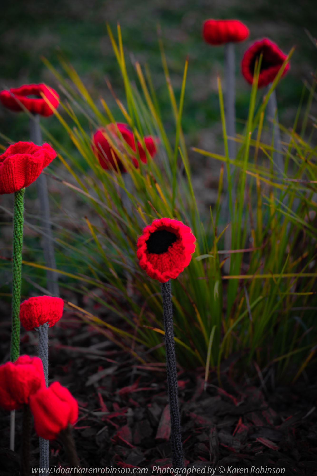 Craigieburn, Victoria - Australia 'ANZAC Day Ceremony Services' Photographed by Karen Robinson Comments - Representing Craigieburn Camera Club, Karen Robinson as one of the photographers at the event.