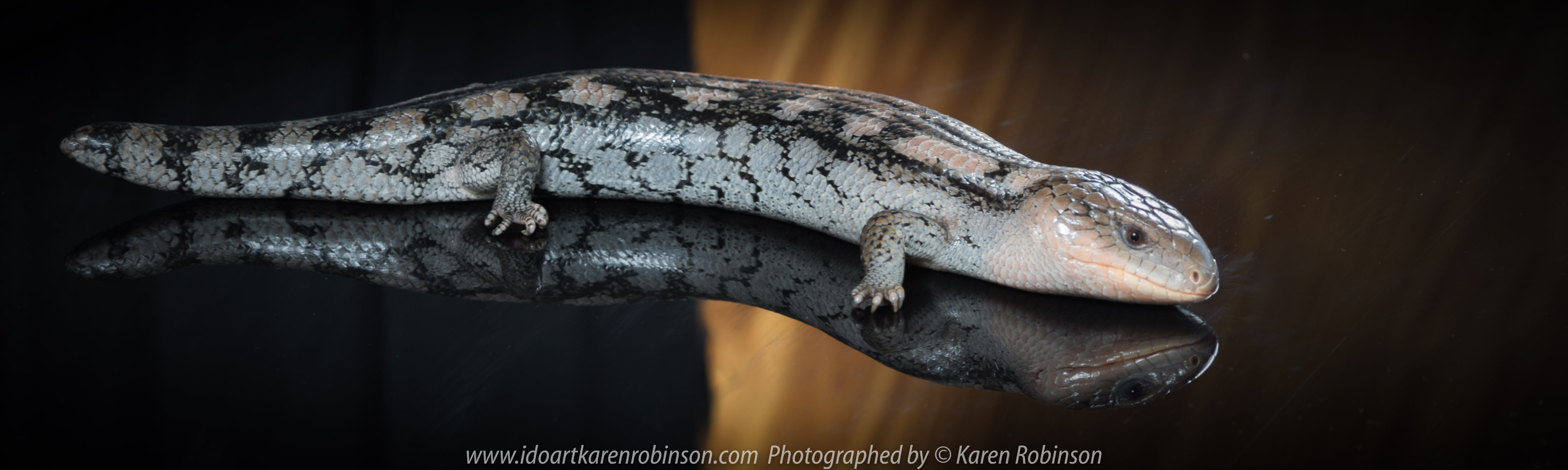 Craigieburn, Victoria - Australia_Photographed by Karen Robinson November, 2017 Comments: A couple of hours with the Craigieburn Camera Club taking photographs of anAlbino Darwin Carpet Python, Angle-Headed Dragon, Blotched Blue-Tongue Lizard, Magnificent Tree Frog, Shingleback Lizard, Tawny Frogmouth Owl and a Leaf Stick Insect - all provided by Aussie Wildlife Displays - Australian Animals. www.idoartkarenrobinson.com Featuring Blotched Blue-Tongue Lizard