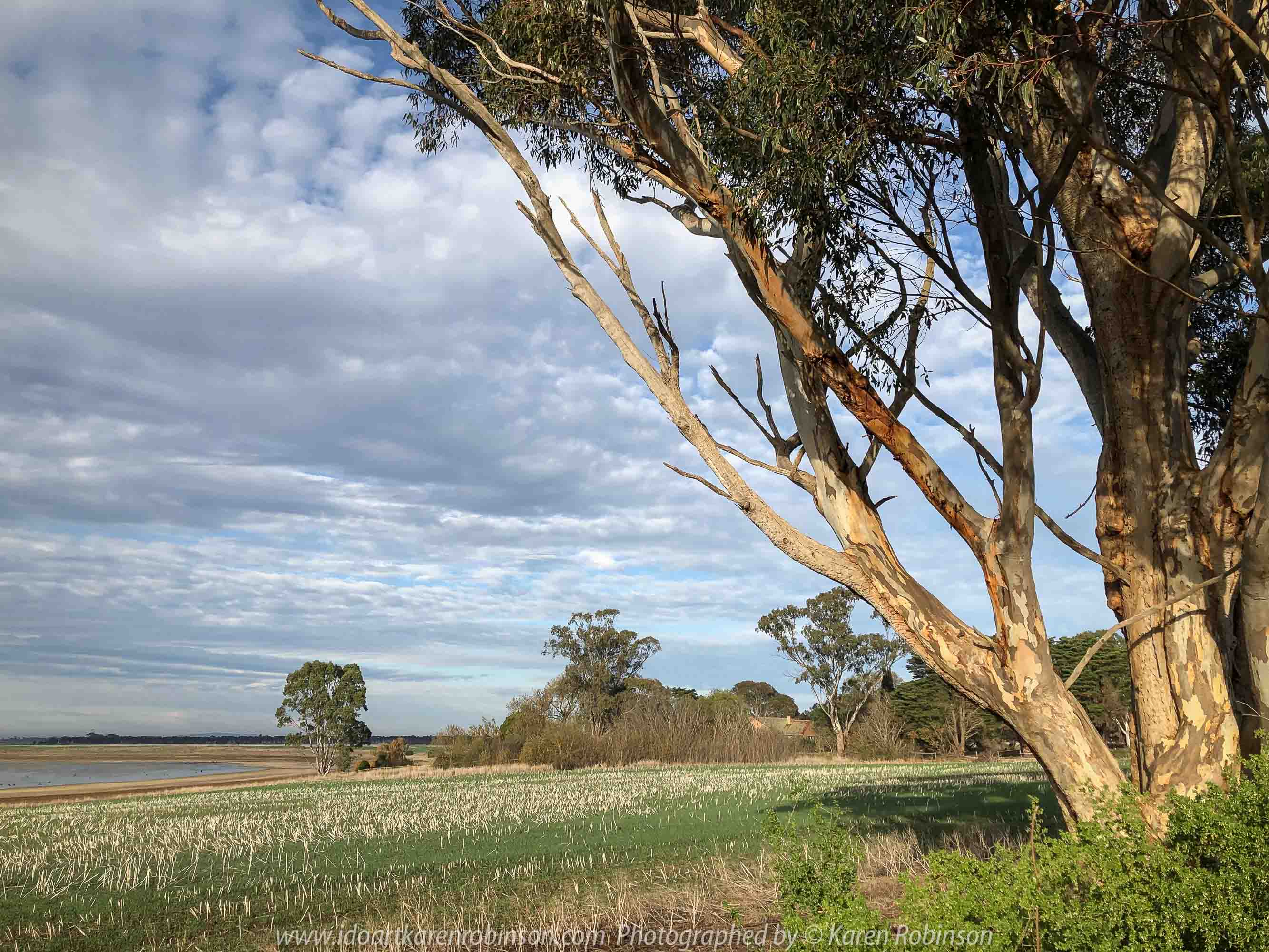 Duverney, Victoria - Australia 'Lake Rosine' Photographed by Karen Robinson June 2019 Comments - Early morning view across Lake Rosine where a mass of Black Swans swam close to its shoreline.