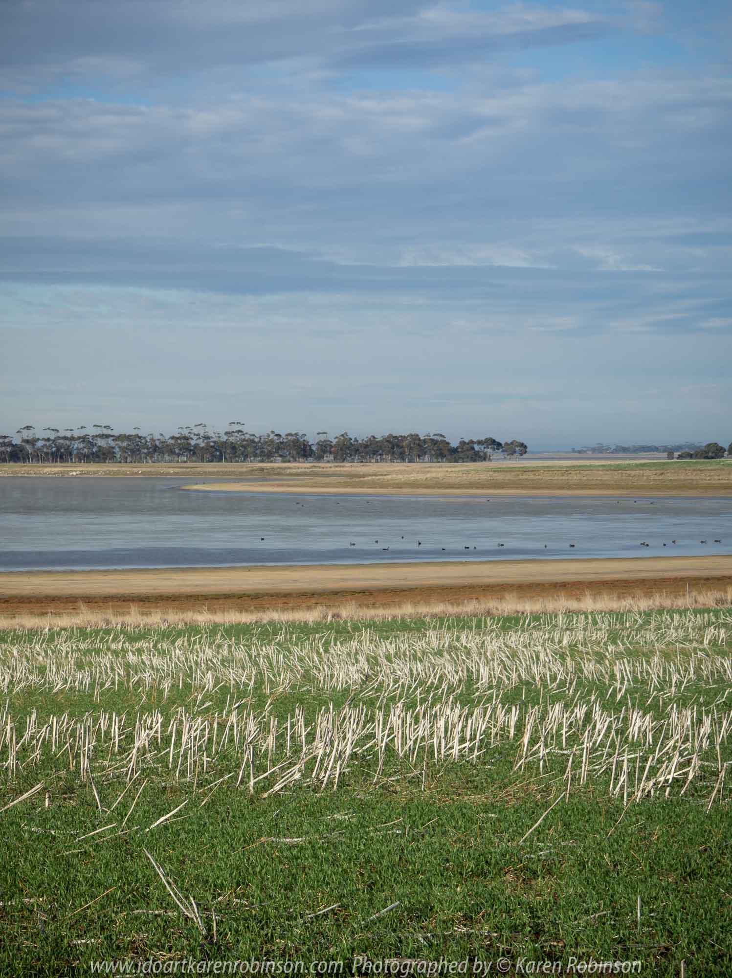 Duverney, Victoria - Australia 'Lake Rosine' Photographed by Karen Robinson June 2019 Comments - Early morning view across Lake Rosine where a mass of Black Swans swam close to its shoreline.