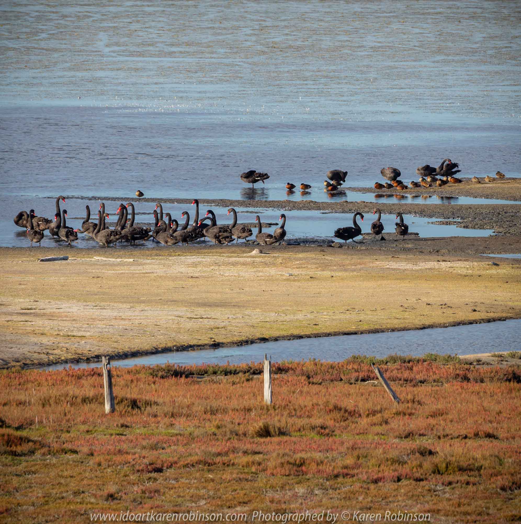 Duverney, Victoria - Australia 'Lake Rosine' Photographed by Karen Robinson June 2019 Comments - Early morning view across Lake Rosine where a mass of Black Swans swam close to its shoreline.