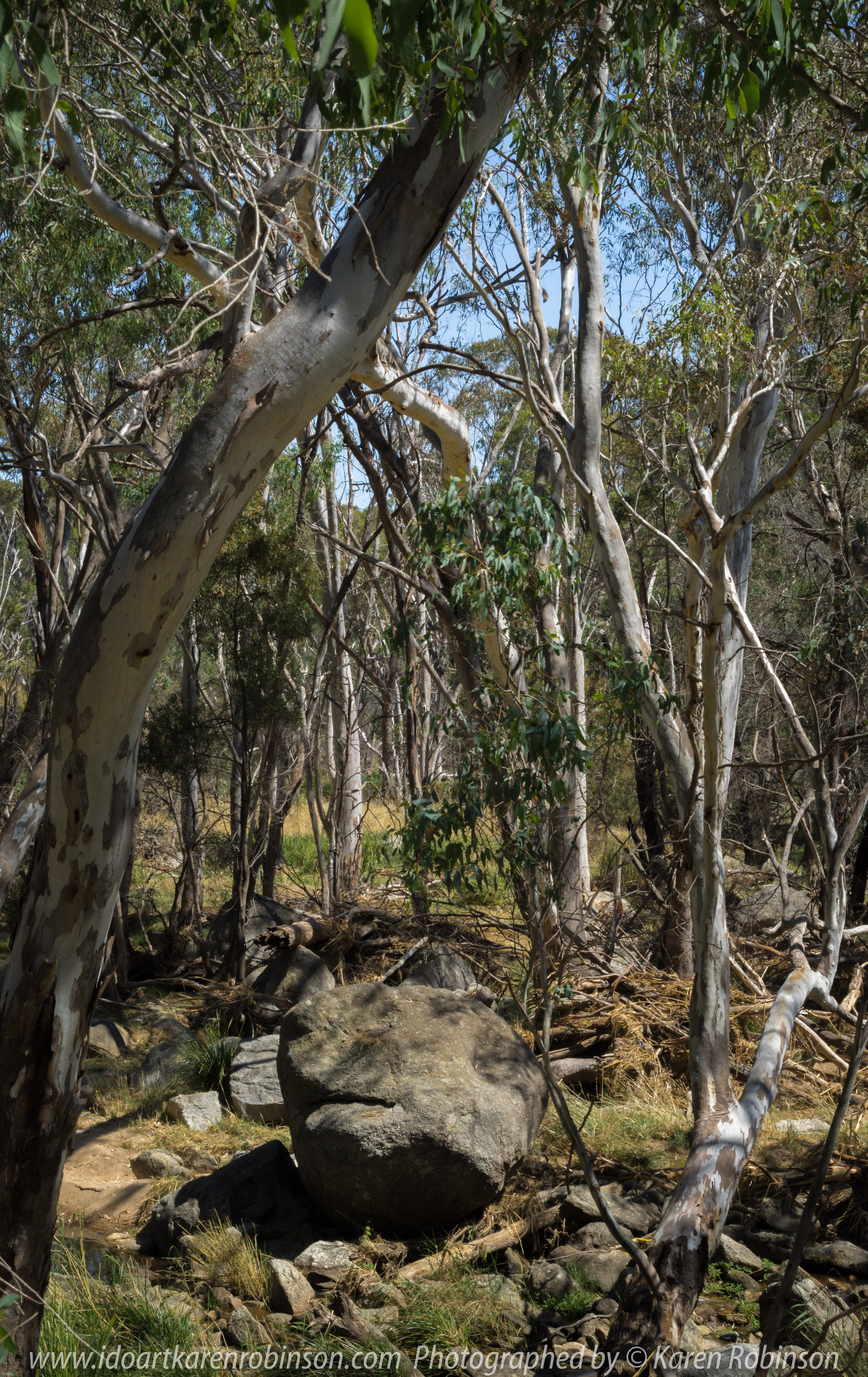 GGooram, Victoria - Australia 'Seven Creeks Wildlife Reserve' Photographed by Karen Robinson Dec 2017 www.idoartkarenrobinson.com NB. All images are protected by copyright laws. Comments: We stopped for lunch amongst the tranquil surroundings of the Seven Creeks and view the Gooram Falls. Featured here - Australian gum leaves, a favourite food for Koalas.