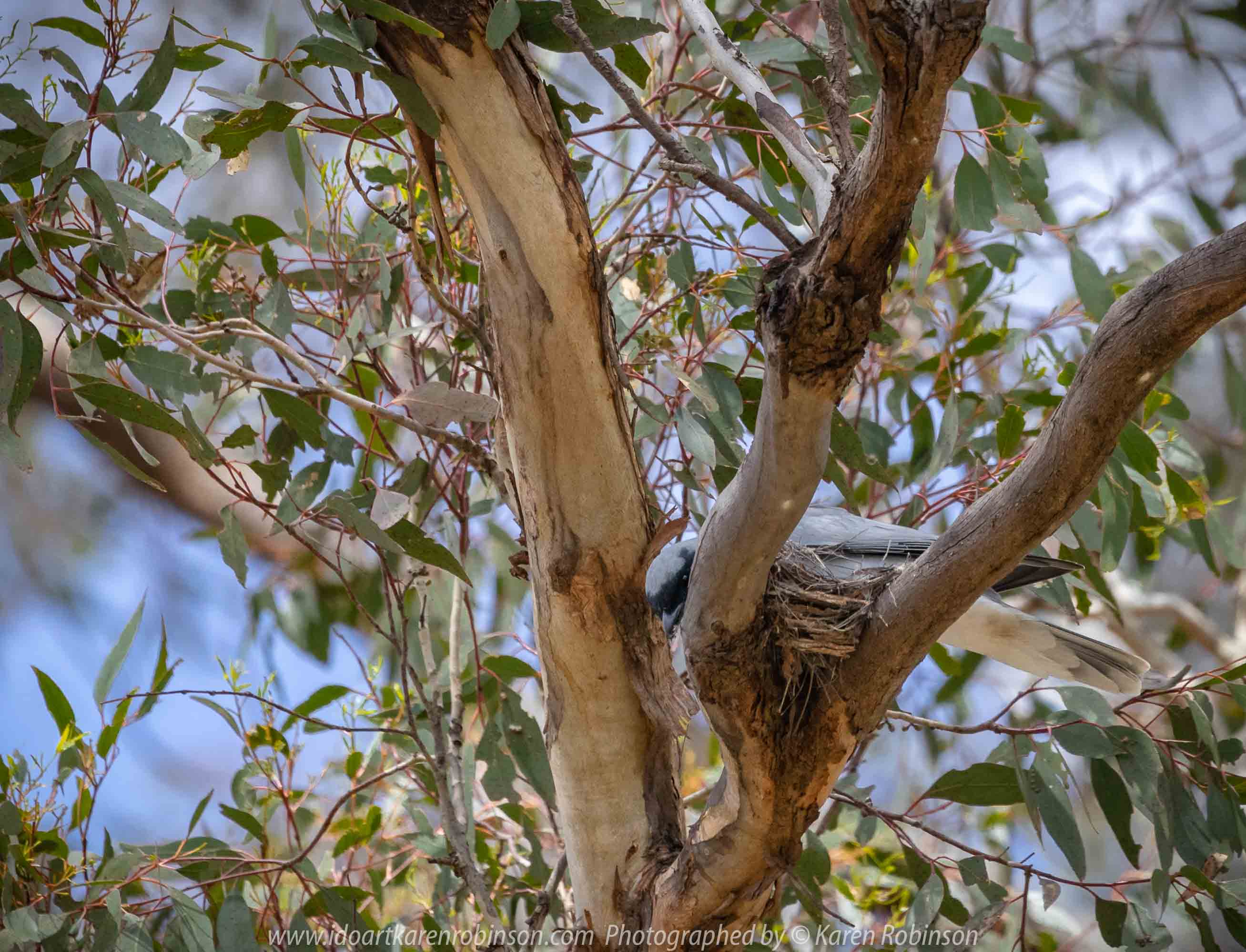 Greenvale, Victoria - Australia 'Woodlands Historic Park' Photographed by Karen Robinson October 2018 Comments: Beautiful spring day trying out my new lens for bird photography with my hubby and daughter with her baby, Maddie - our grandaughter. Photograph featuring a pair of nesting Black-faced Woodswallows.