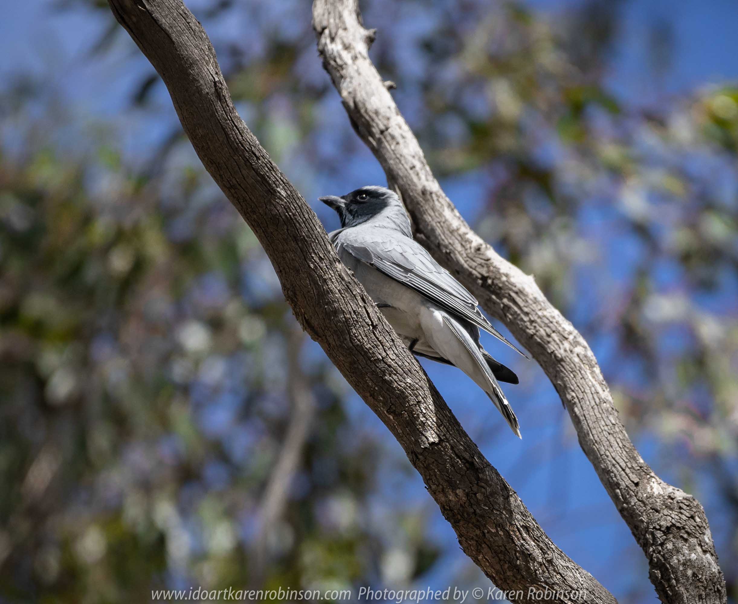 Greenvale, Victoria - Australia 'Woodlands Historic Park' Photographed by Karen Robinson October 2018 Comments: Beautiful spring day trying out my new lens for bird photography with my hubby and daughter with her baby, Maddie - our grandaughter. Photograph featuring a pair of nesting Black-faced Woodswallows.