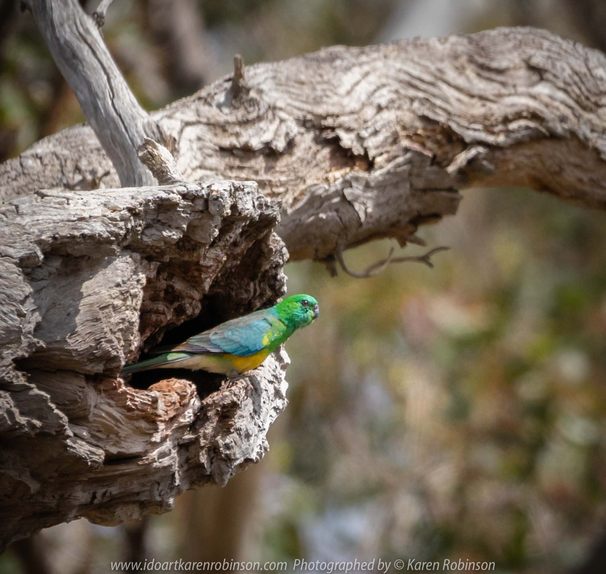 Greenvale, Victoria - Australia 'Woodlands Historic Park' Photographed by Karen Robinson October 2018 Comments: Beautiful spring day trying out my new lens for bird photography with my hubby and daughter with her baby, Maddie - our grandaughter. Photograph featuring Red Rumped Parrot - Male.