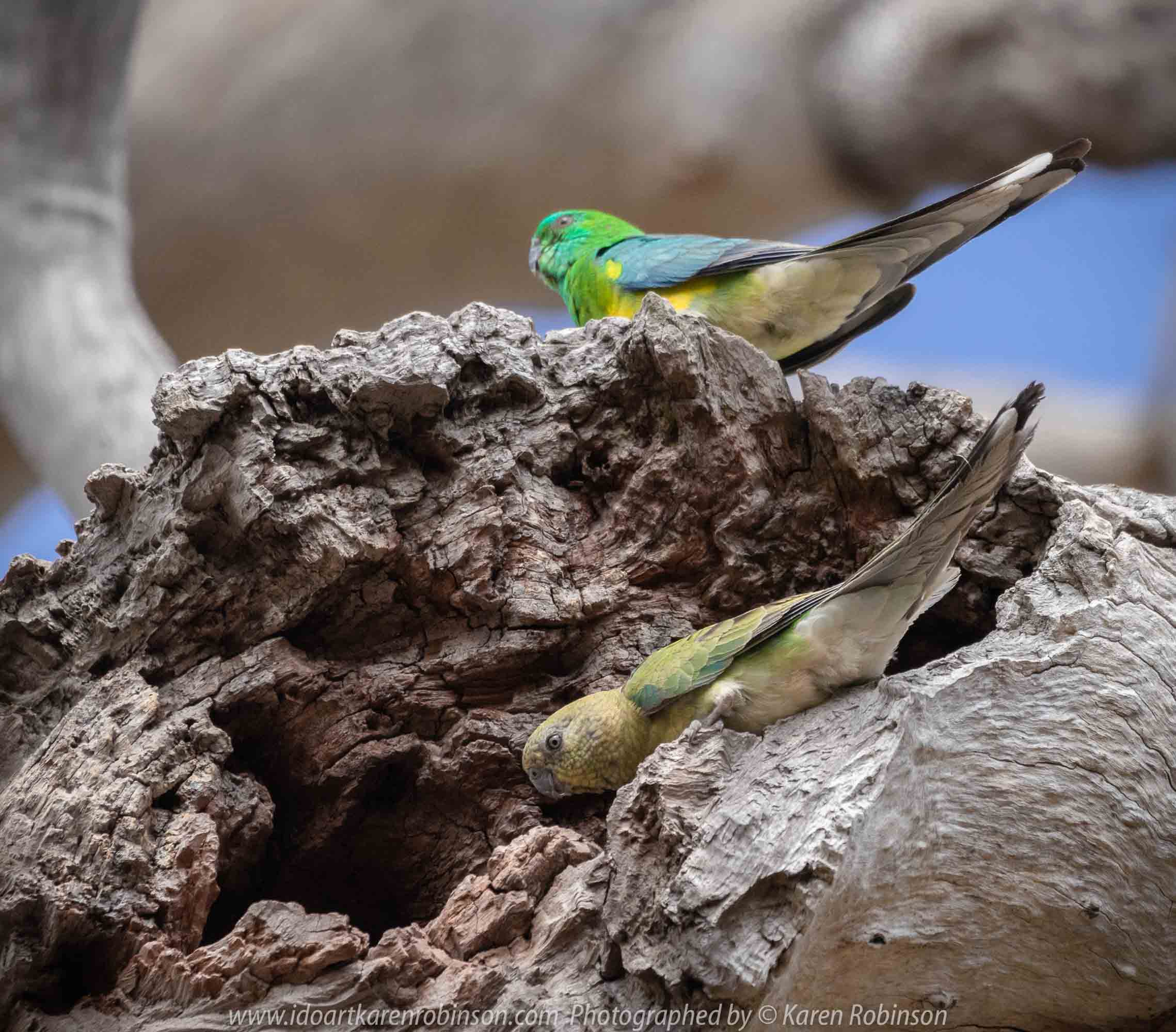 Greenvale, Victoria - Australia 'Woodlands Historic Park' Photographed by Karen Robinson October 2018 Comments: Beautiful spring day trying out my new lens for bird photography with my hubby and daughter with her baby, Maddie - our grandaughter. Photograph featuring Red Rumped Parrot - Male above and Female below at their nest.