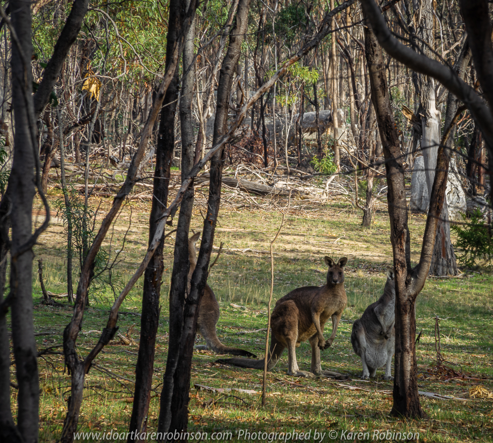 Greenvale, Victoria - Australia 'Woodlands Historic Park' Photographed by Karen Robinson June 2018 NB. All images are protected by copyright laws. Comments - A beautiful day at this historic park which is located just a short distance from home. With other members of the Craigieburn Camera Club, we engaged in a 'free format photograph shot' where we wandered around this nature preserve taking photographs that were of interest to the individual photographer.