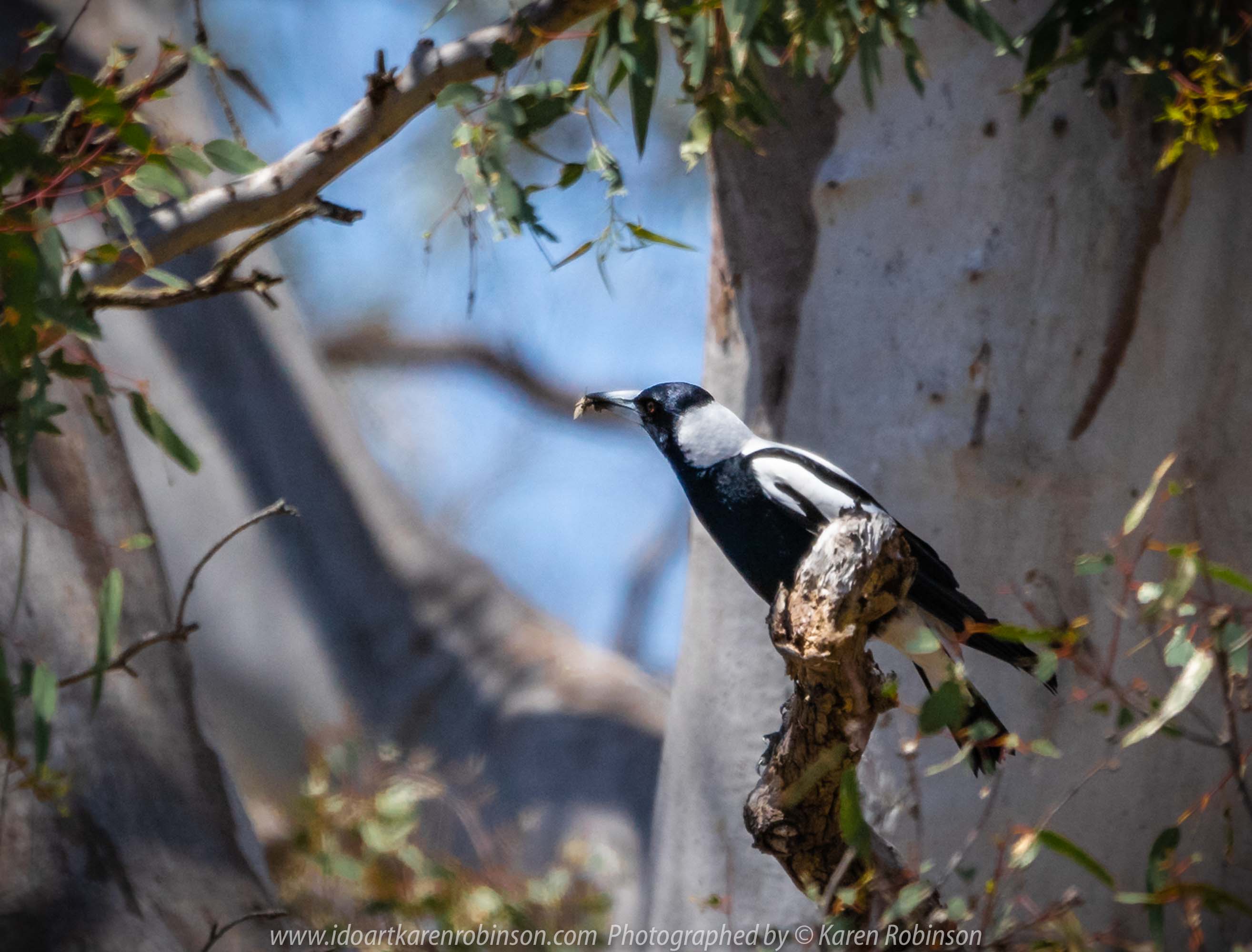 Greenvale, Victoria - Australia 'Woodlands Historical Park' Photographed by Karen Robinson November 2018 Comments - a Day with daughter, grand daughter and hubby walking through this historical park taking photographs of animals and birds.