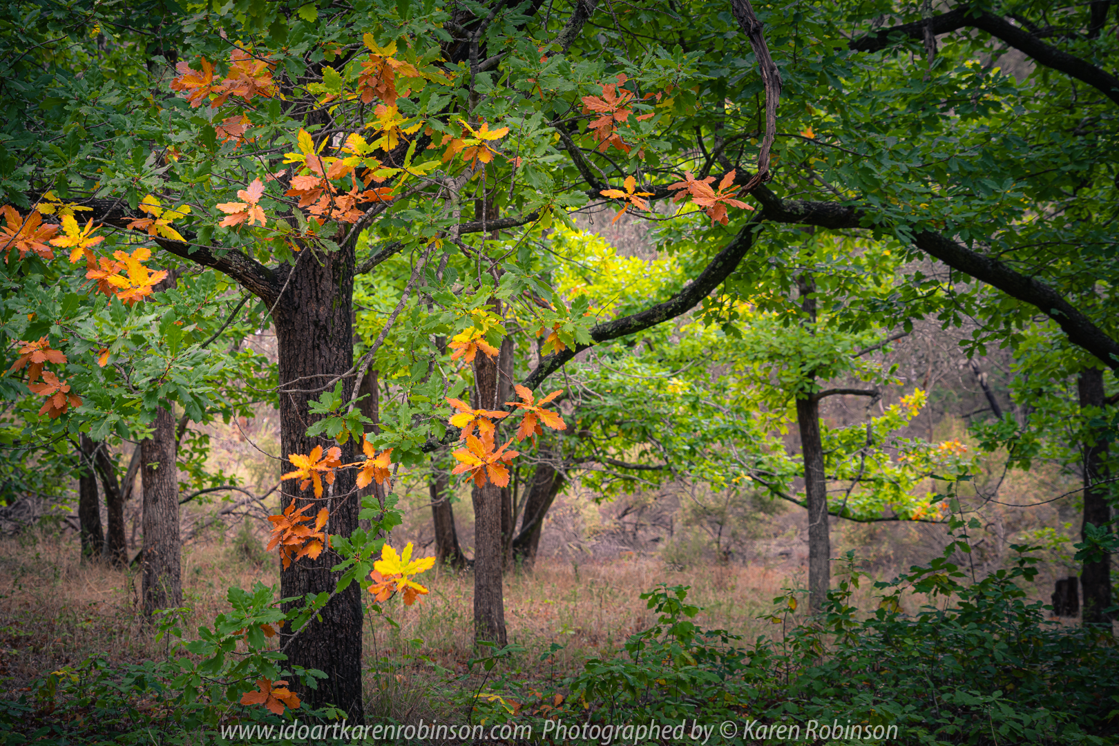 Harcourt, Victoria - Australia 'The Oak Forest in Autumn' Photographed by Karen Robinson April 2020. Comments: Lush green and autumn coloured leaves are a stand out amongst the oak forest.