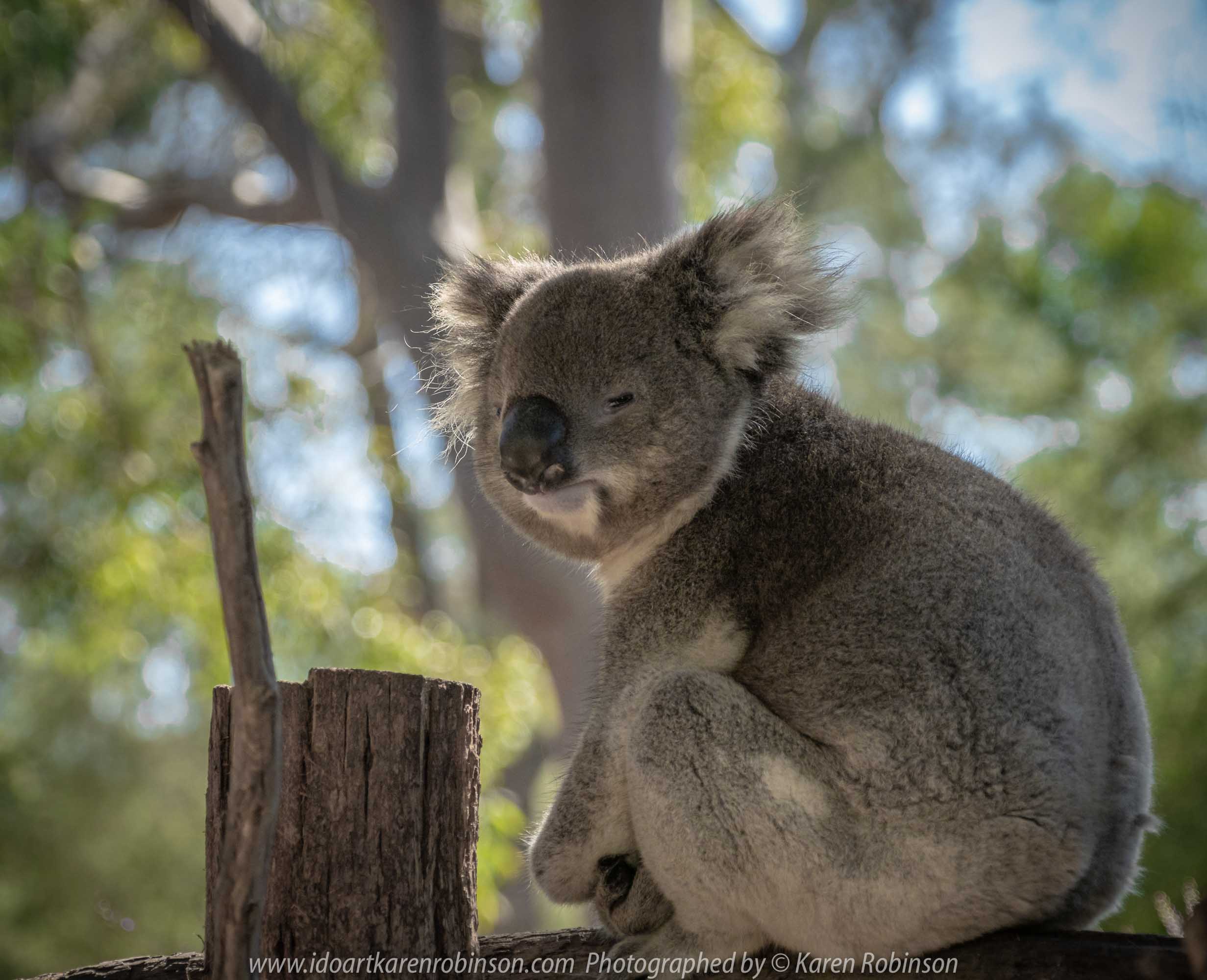 Healesville, Victoria - Australia 'Healesville Sanctuary - Visit No.1' Photographed by Karen Robinson September 2018 NB. All images are protected by copyright laws. Comments - This was our first visit to Healesville Sanctuary (Zoos Victoria) for many years. On this beautiful spring day we managed to cover just part of the sanctuary with the intention to revisit again at a later date to photograph other animals and bird not covered at this particular visit. Photographing them was certainly a challenge for me! Photograph featuring Koala observing all the observers! #Splendid #Nature #Wondrous #Care