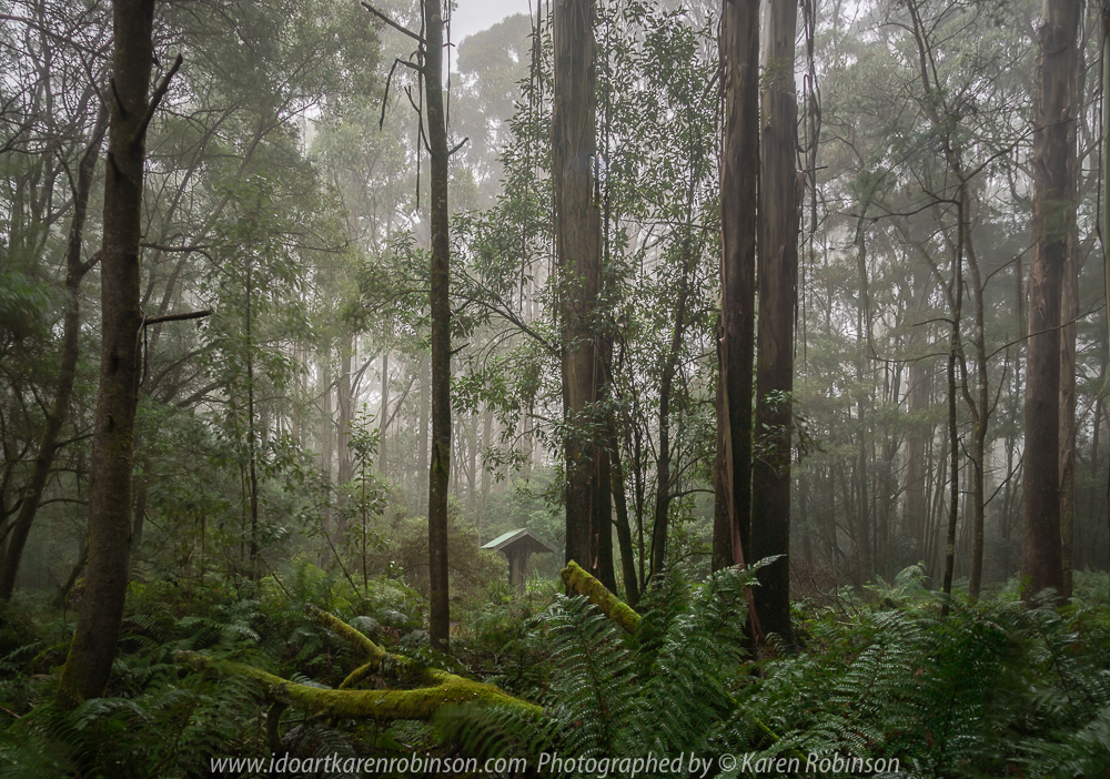 Hesket, Victoria - Australia 'Sanatorium Lake' Photographed by Karen Robinson May 2018 NB. All images are protected by copyright laws. Comments: An afternoon drive to see this man-made lake, famous for its intense reflections and during the 19th century, the cool climate of the Macedon region was thought to provided a perfect environment for patients suffering tuberculosis. A very cool afternoon, where fine mist filtered through the lush green vegetation creating a mystical atmosphere.