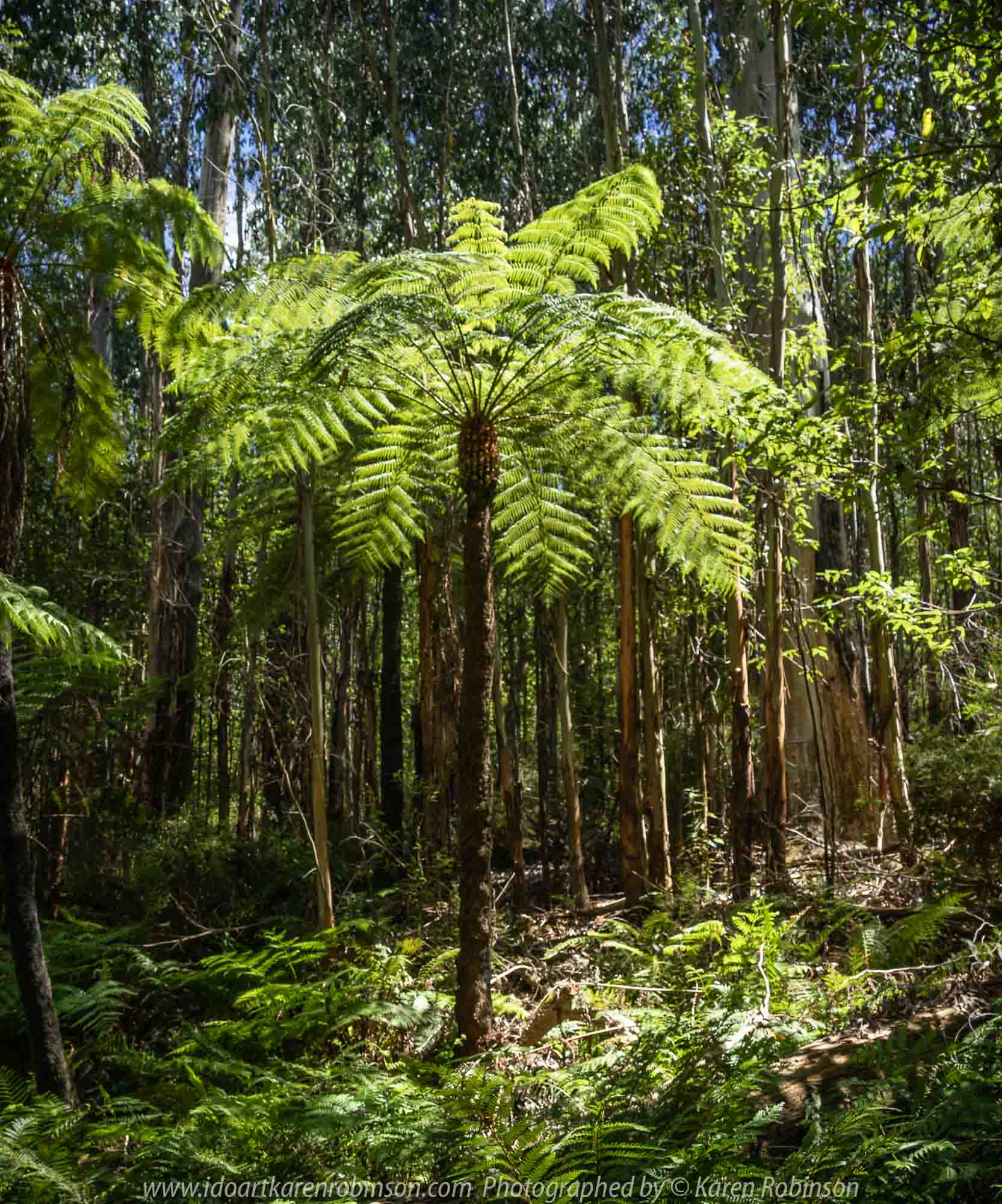 Kinglake, Victoria - Australia 'Jehosaphat Gully Walking Track in Kinglake National Park' Photographed by Karen Robinson February 2019 Comments - Hubby and I visiting the newly restored track upon its reopening after it was destroyed by Victoria's Black Saturday bushfires in 2009.