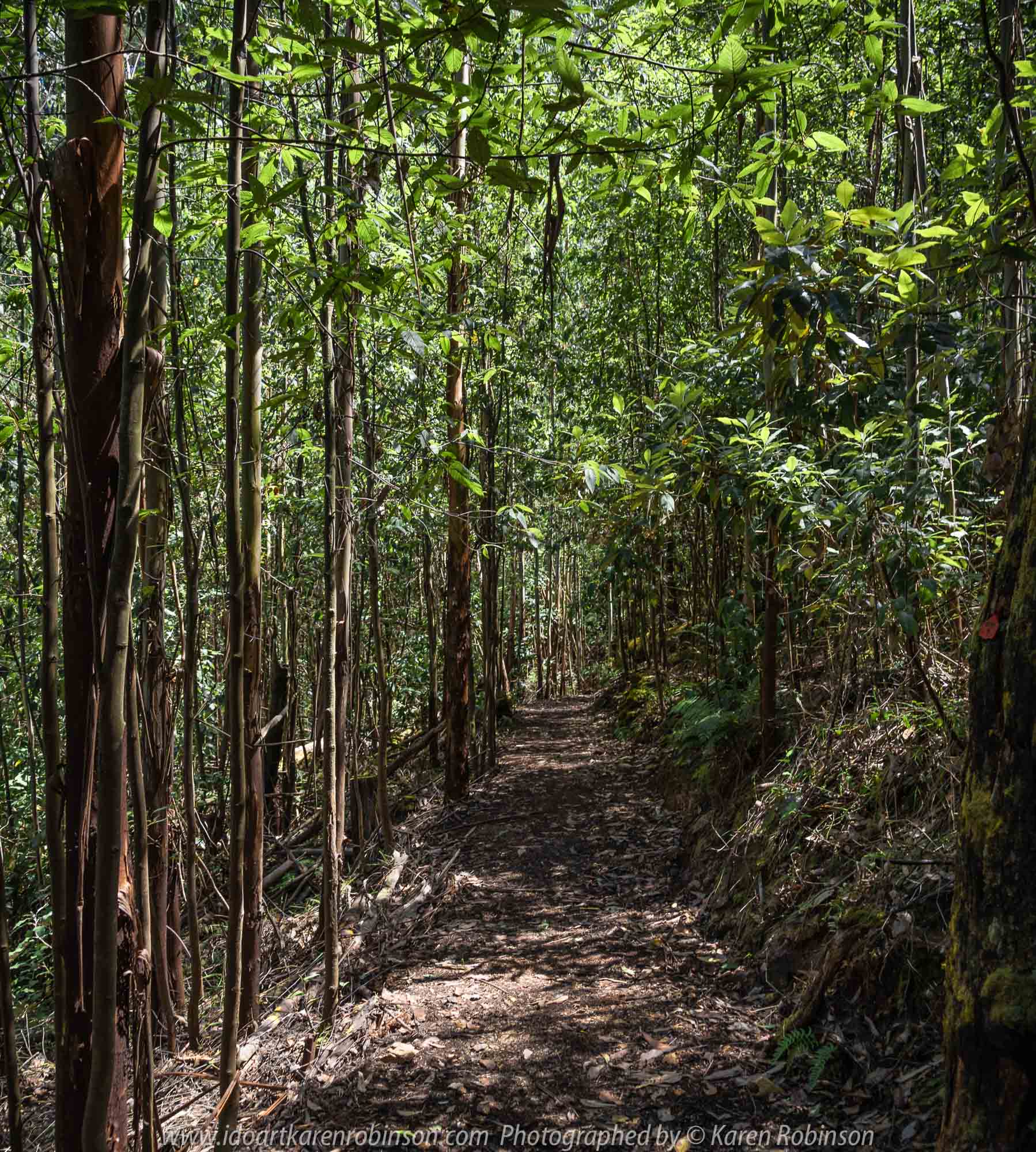 Kinglake, Victoria - Australia 'Jehosaphat Gully Walking Track in Kinglake National Park' Photographed by Karen Robinson February 2019 Comments - Hubby and I visiting the newly restored track upon its reopening after it was destroyed by Victoria's Black Saturday bushfires in 2009.