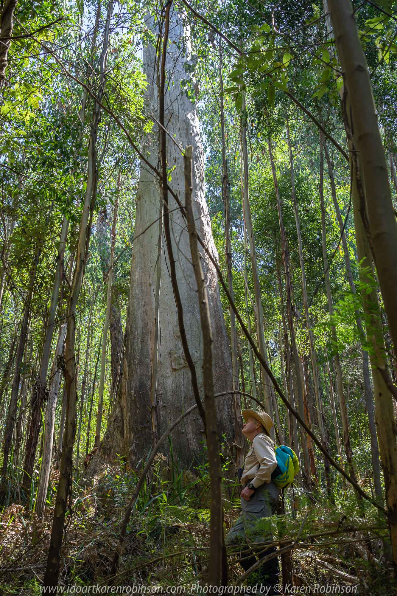 Kinglake, Victoria - Australia 'Jehosaphat Gully Walking Track in Kinglake National Park' Photographed by Karen Robinson February 2019 Comments - Hubby and I visiting the newly restored track upon its reopening after it was destroyed by Victoria's Black Saturday bushfires in 2009. Photograph featuring Karen Robinson's hubby.