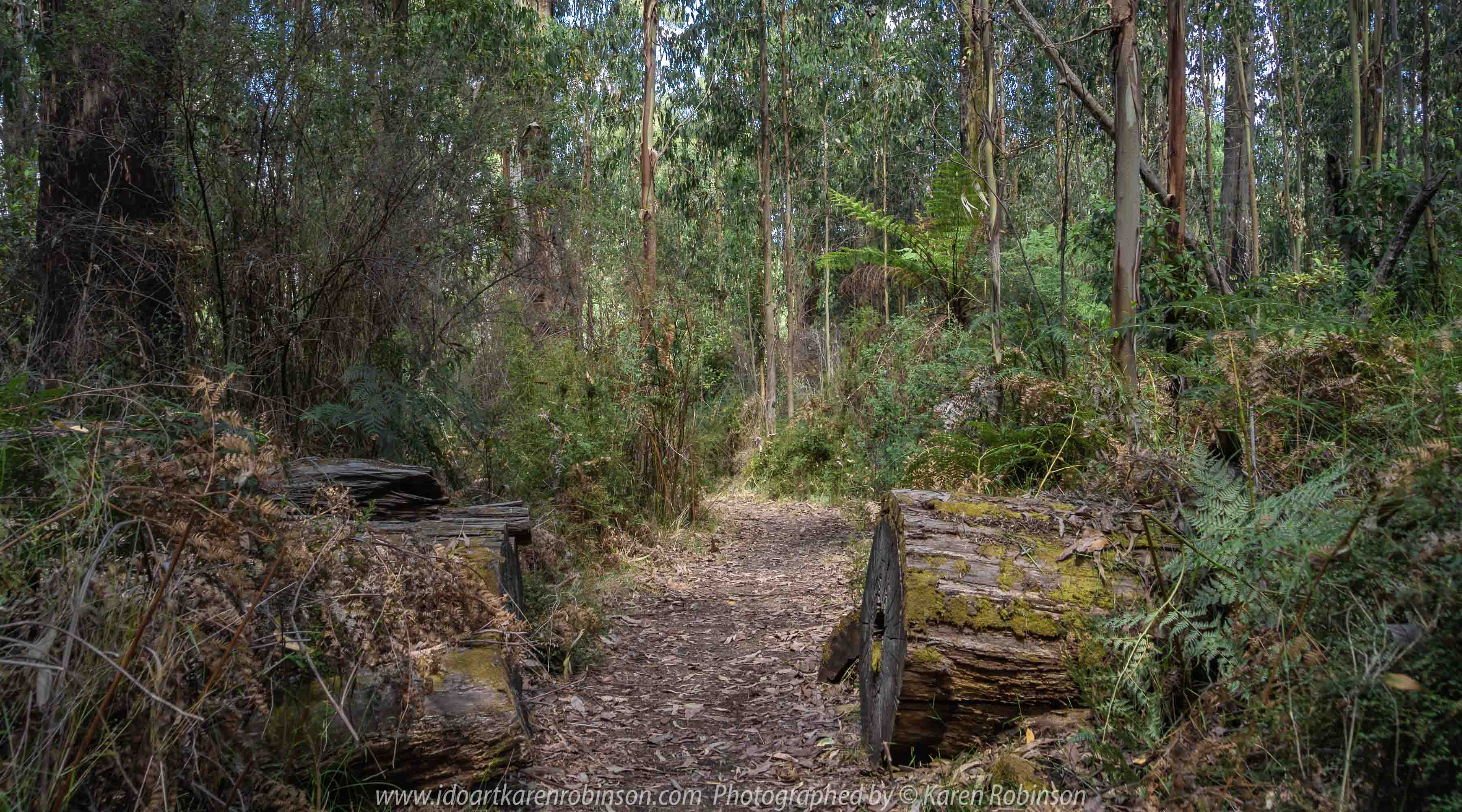 Kinglake, Victoria - Australia 'Jehosaphat Gully Walking Track in Kinglake National Park' Photographed by Karen Robinson February 2019 Comments - Hubby and I visiting the newly restored track upon its reopening after it was destroyed by Victoria's Black Saturday bushfires in 2009.
