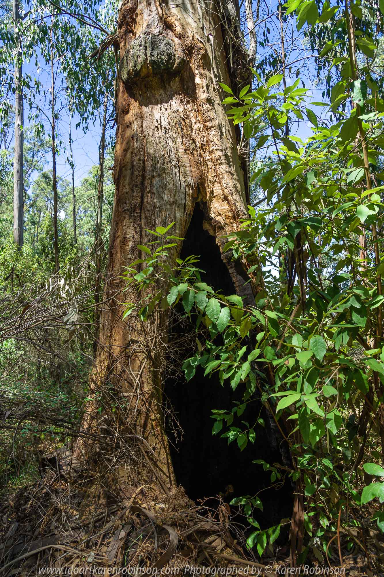 Kinglake, Victoria - Australia 'Jehosaphat Gully Walking Track in Kinglake National Park' Photographed by Karen Robinson February 2019 Comments - Hubby and I visiting the newly restored track upon its reopening after it was destroyed by Victoria's Black Saturday bushfires in 2009.