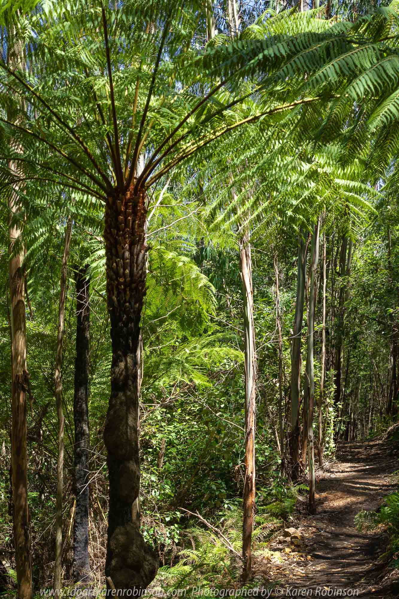 Kinglake, Victoria - Australia 'Jehosaphat Gully Walking Track in Kinglake National Park' Photographed by Karen Robinson February 2019 Comments - Hubby and I visiting the newly restored track upon its reopening after it was destroyed by Victoria's Black Saturday bushfires in 2009.