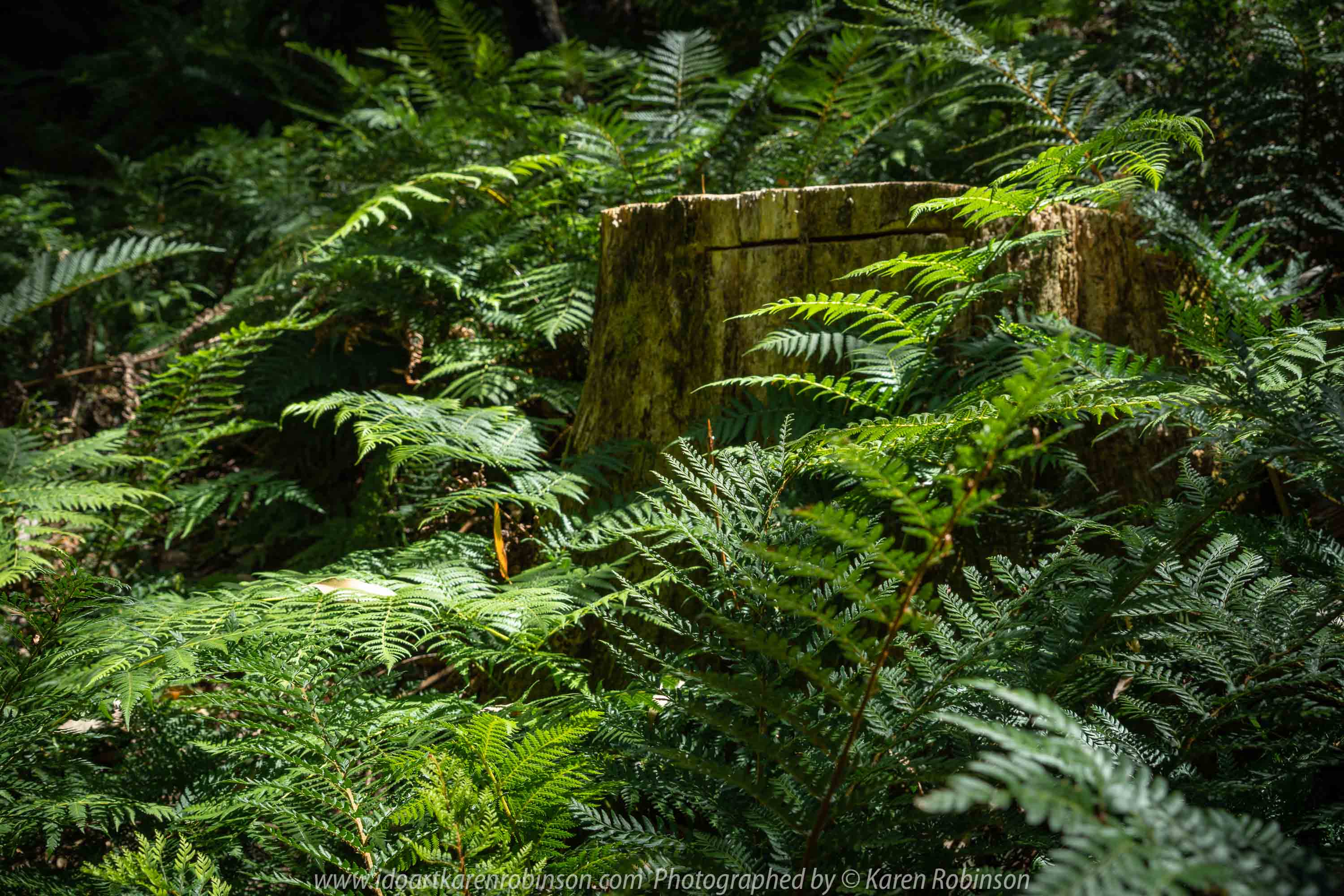 Kinglake, Victoria - Australia 'Jehosaphat Gully Walking Track in Kinglake National Park' Photographed by Karen Robinson February 2019 Comments - Hubby and I visiting the newly restored track upon its reopening after it was destroyed by Victoria's Black Saturday bushfires in 2009.