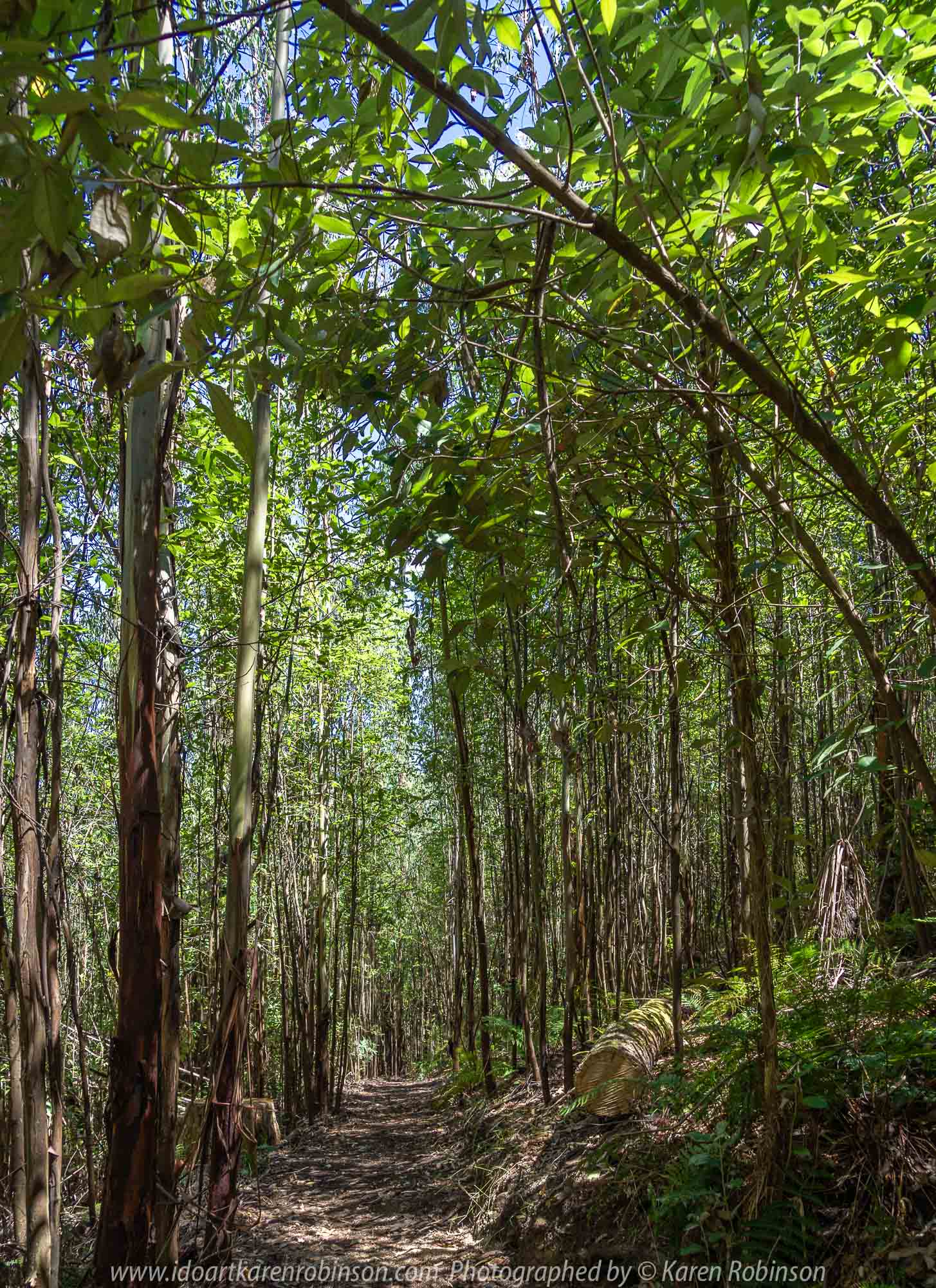 Kinglake, Victoria - Australia 'Jehosaphat Gully Walking Track in Kinglake National Park' Photographed by Karen Robinson February 2019 Comments - Hubby and I visiting the newly restored track upon its reopening after it was destroyed by Victoria's Black Saturday bushfires in 2009.